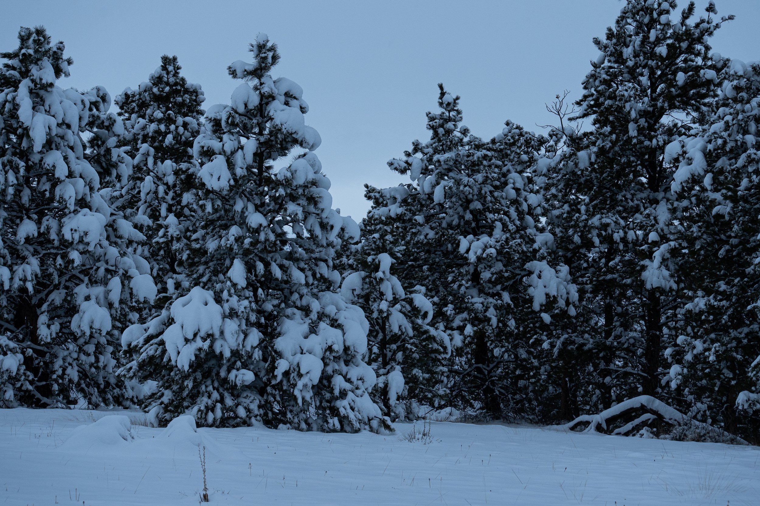 Winter - heavily covered trees darker.jpg