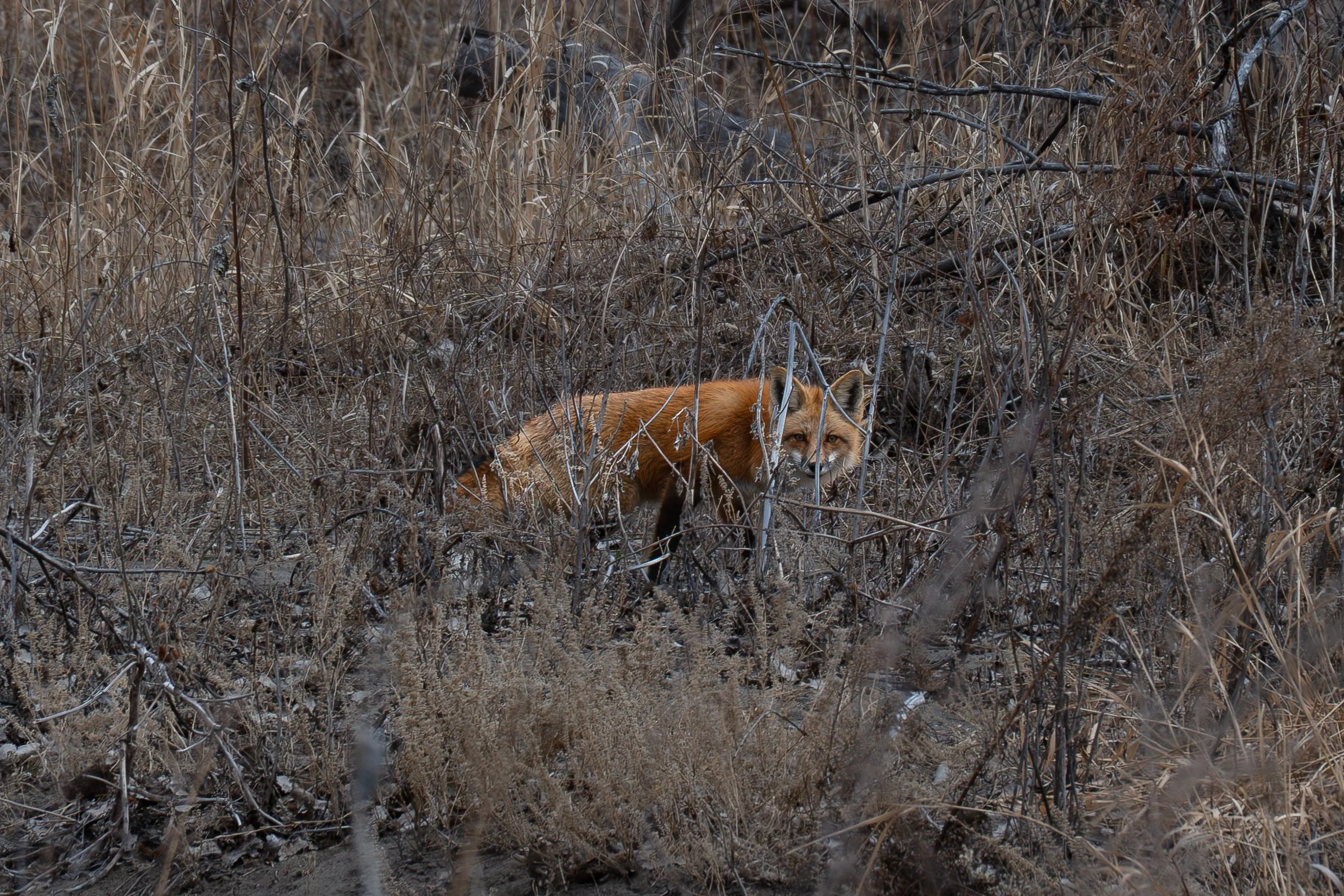Fox through grass.jpg