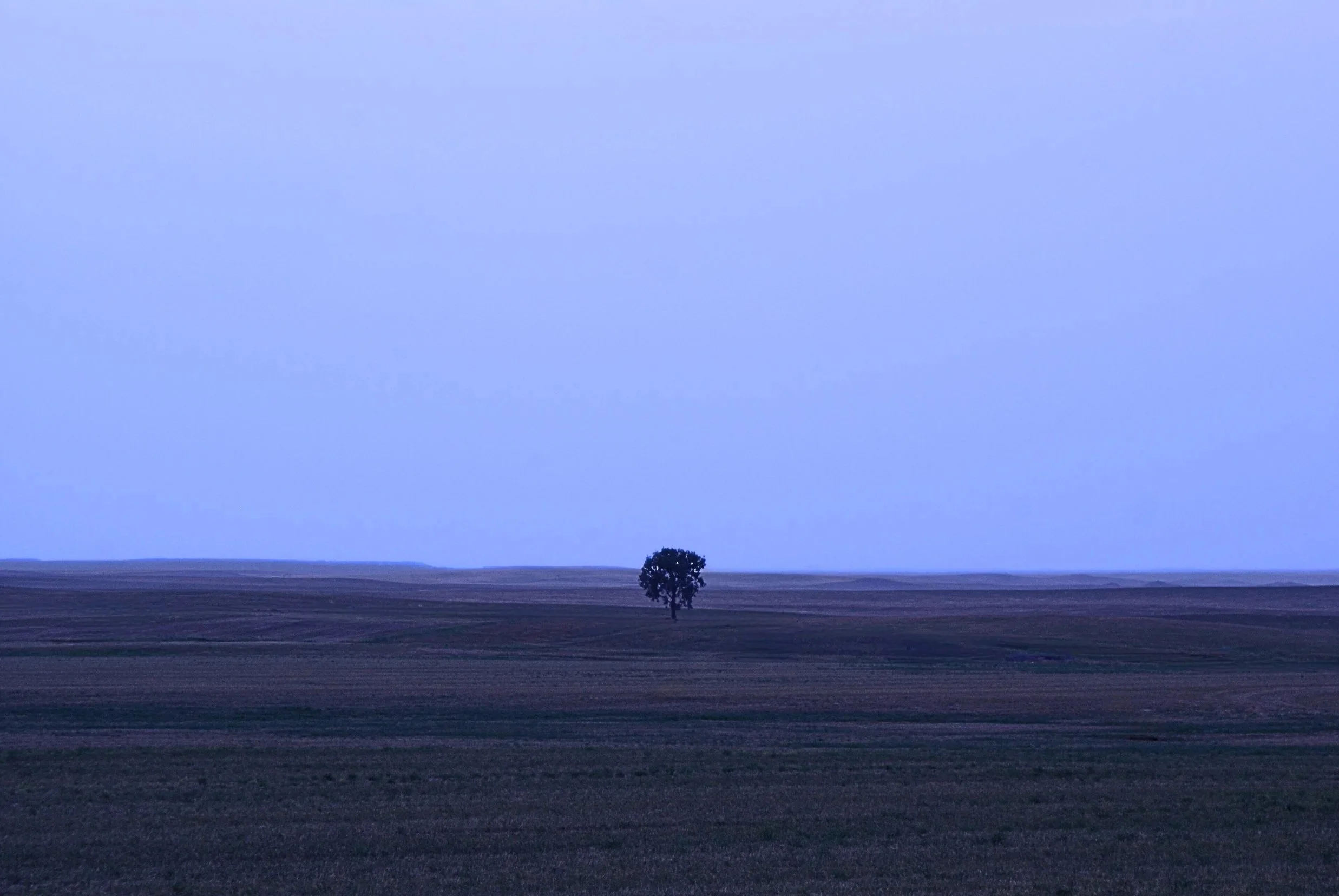 A Lone Tree on a Vast Prairie