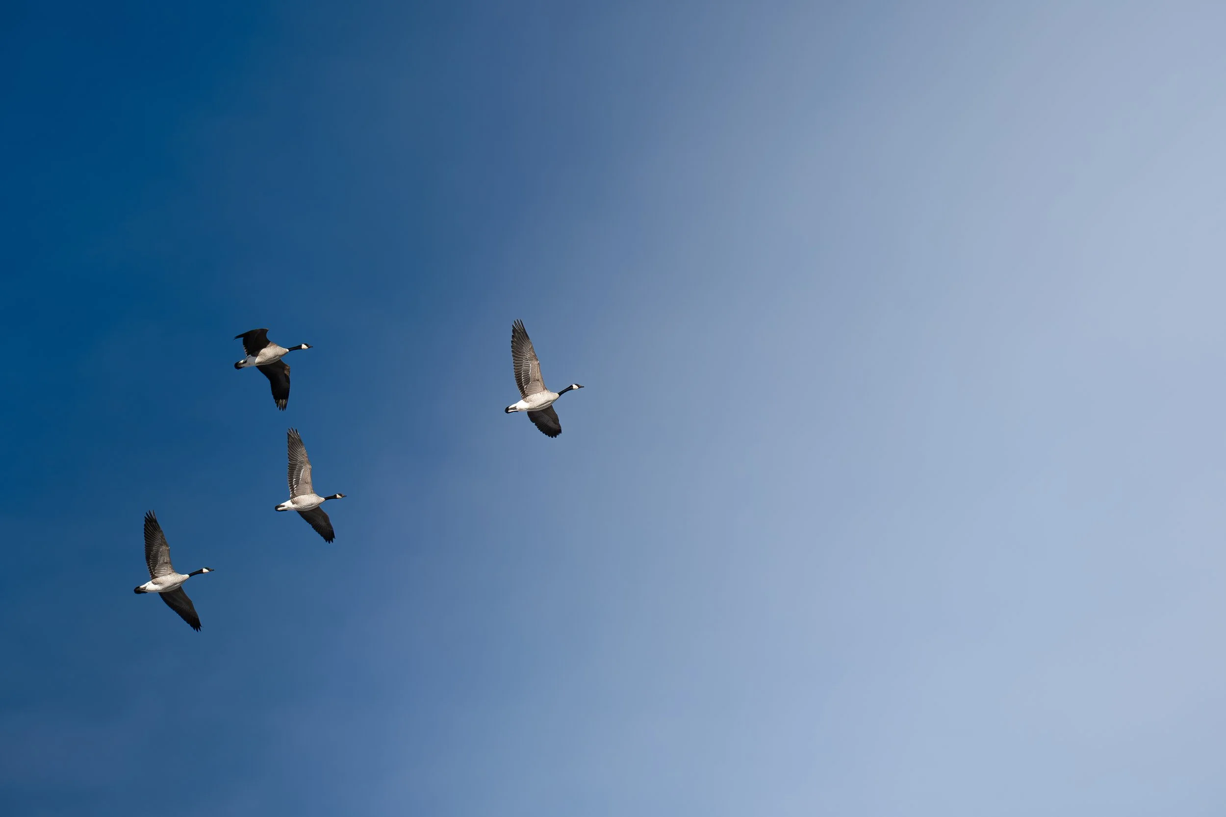 Geese flying into light.jpg