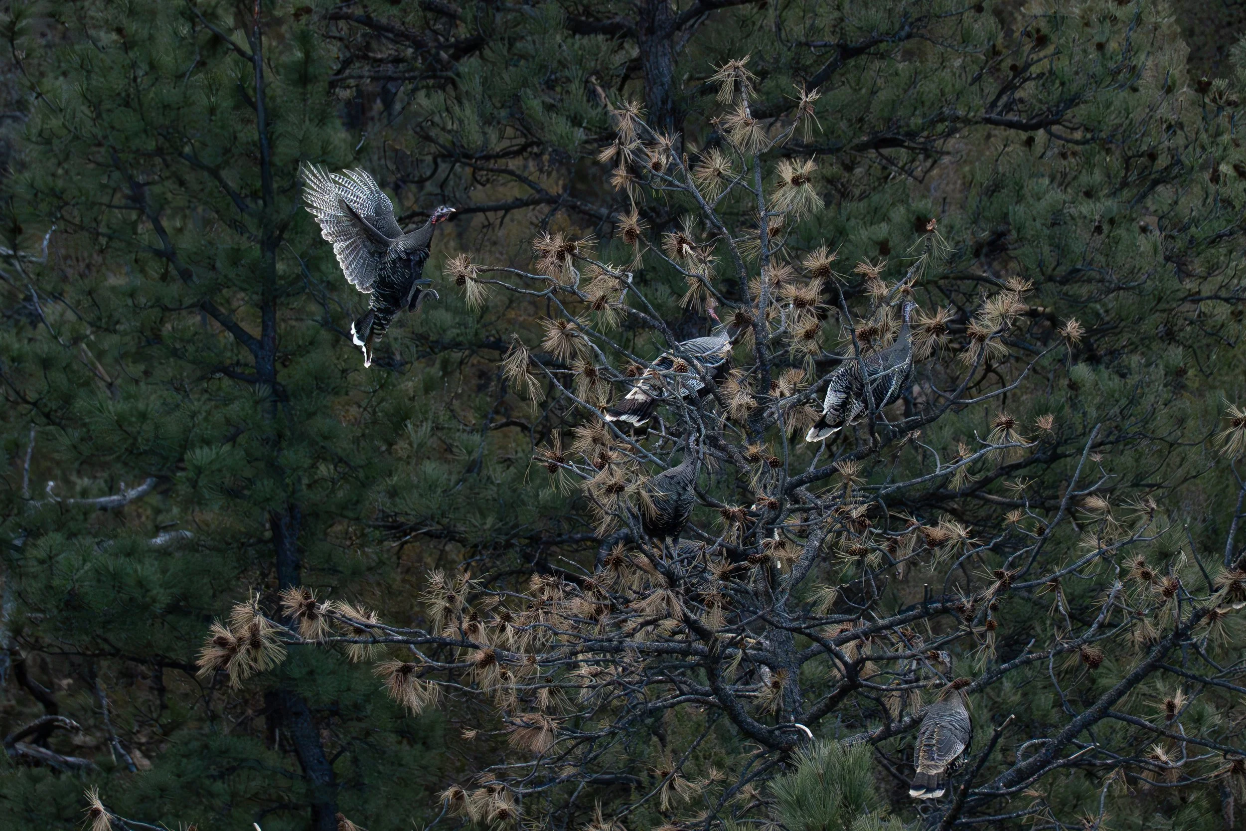 Hen with wings backward.jpg