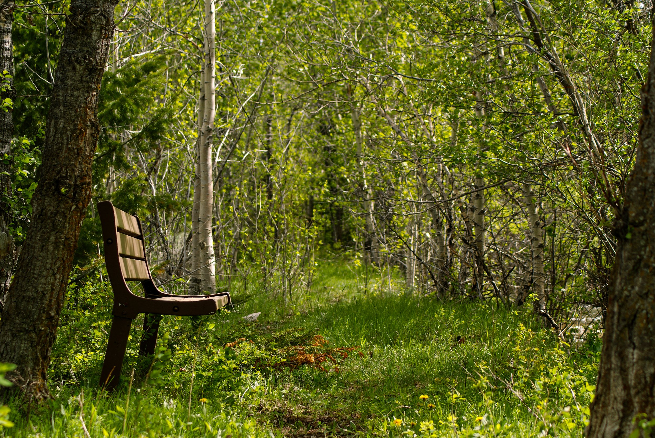 A Bench Tucked Within the Trees