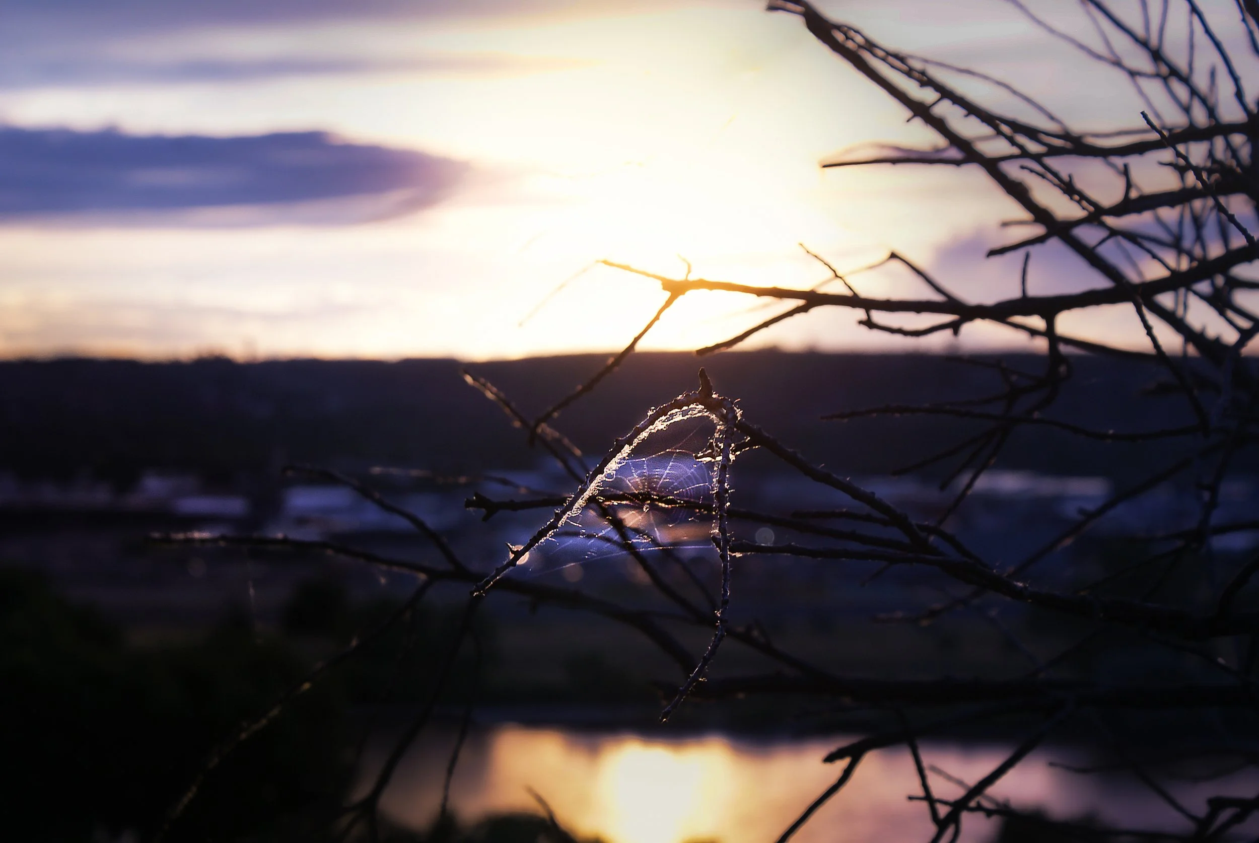 Sunset Spiderweb.jpg