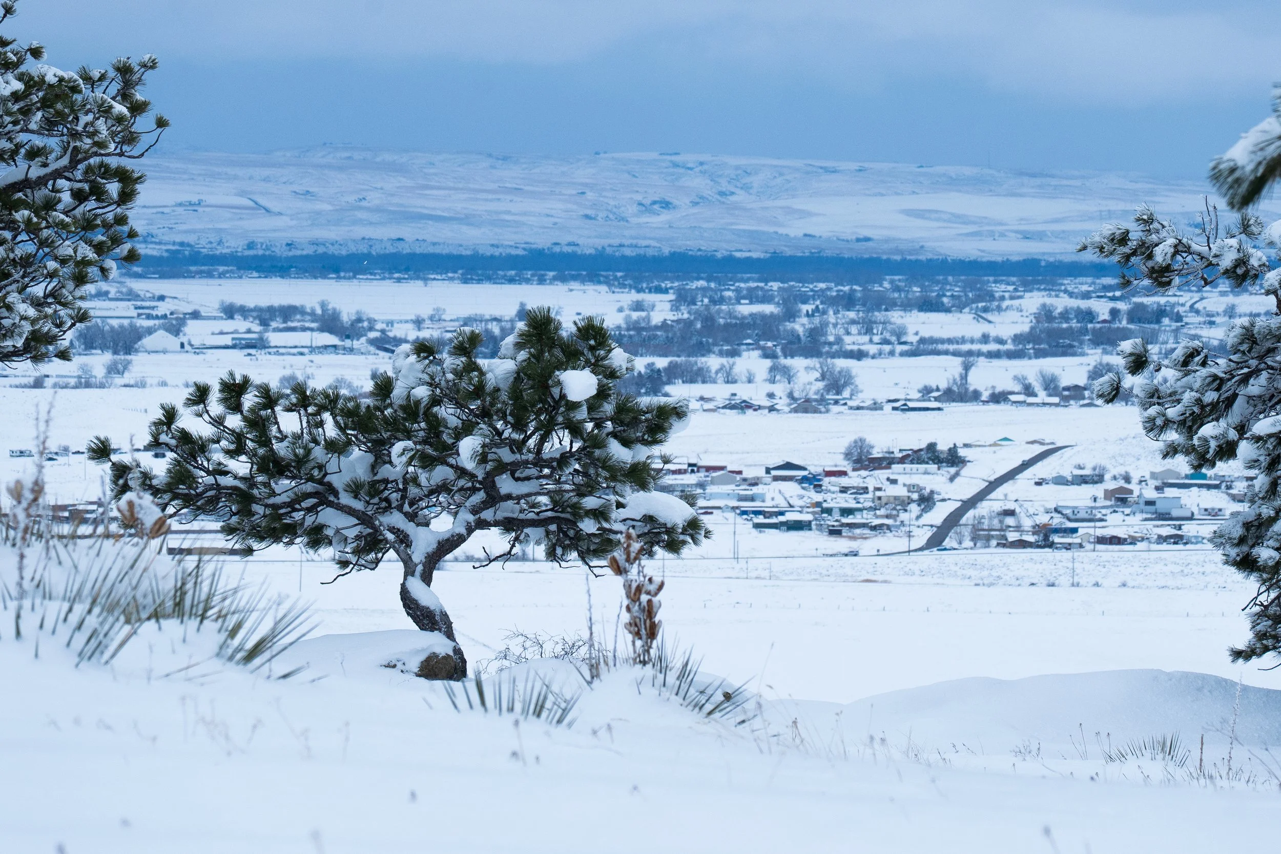 Winter - solo tree with billings in background.jpg