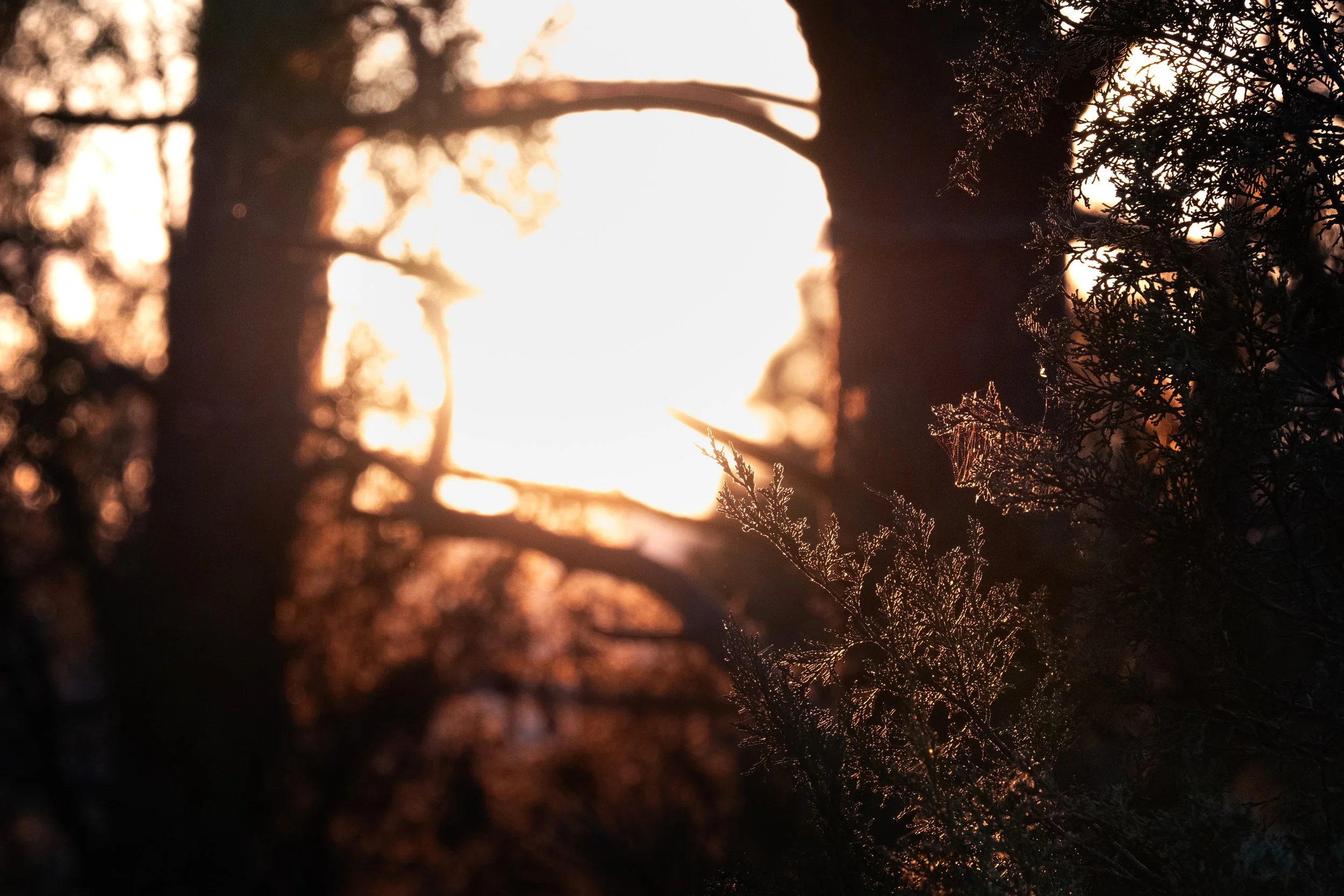 Spiderweb Hit by a Golden Sunset