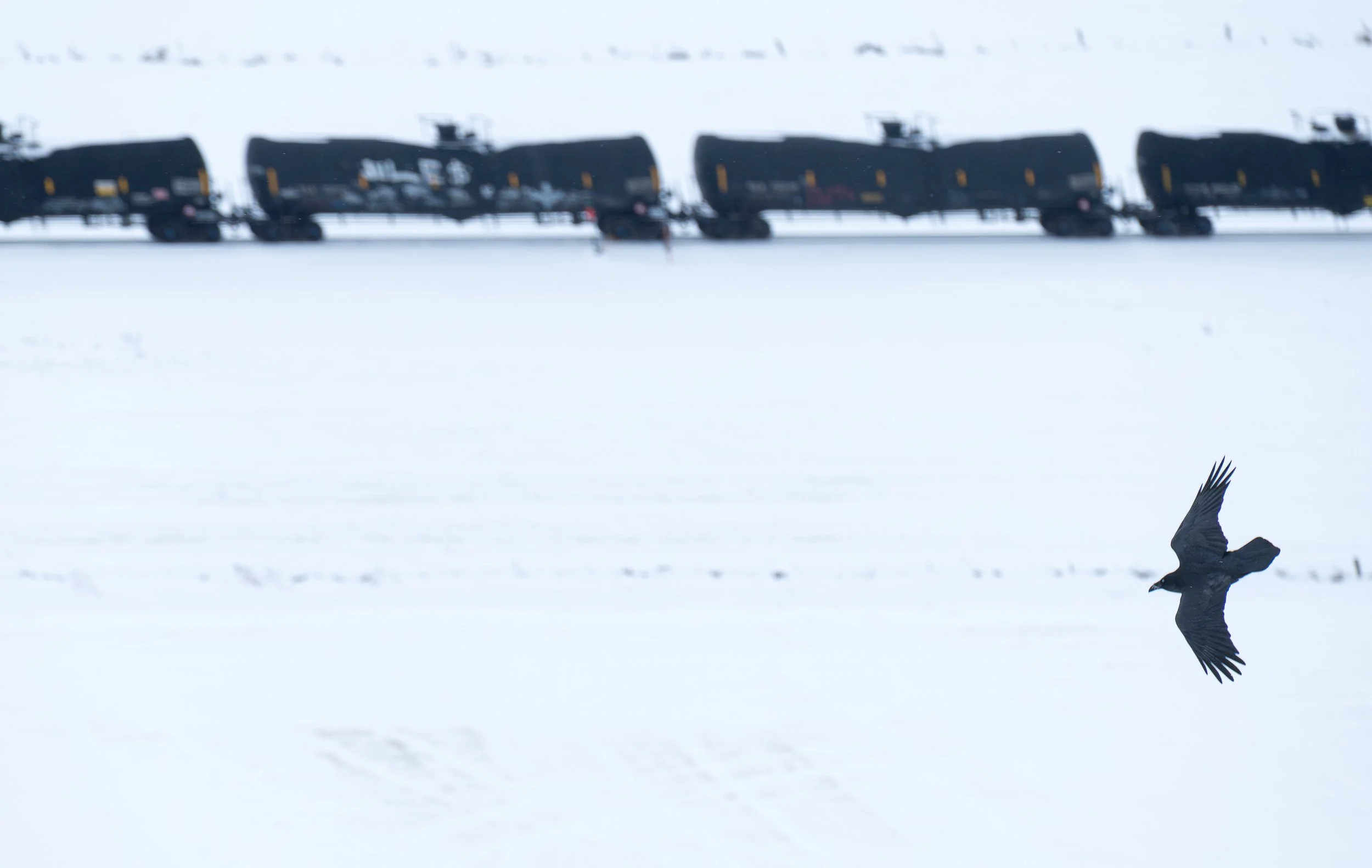 Raven and train cars.jpg