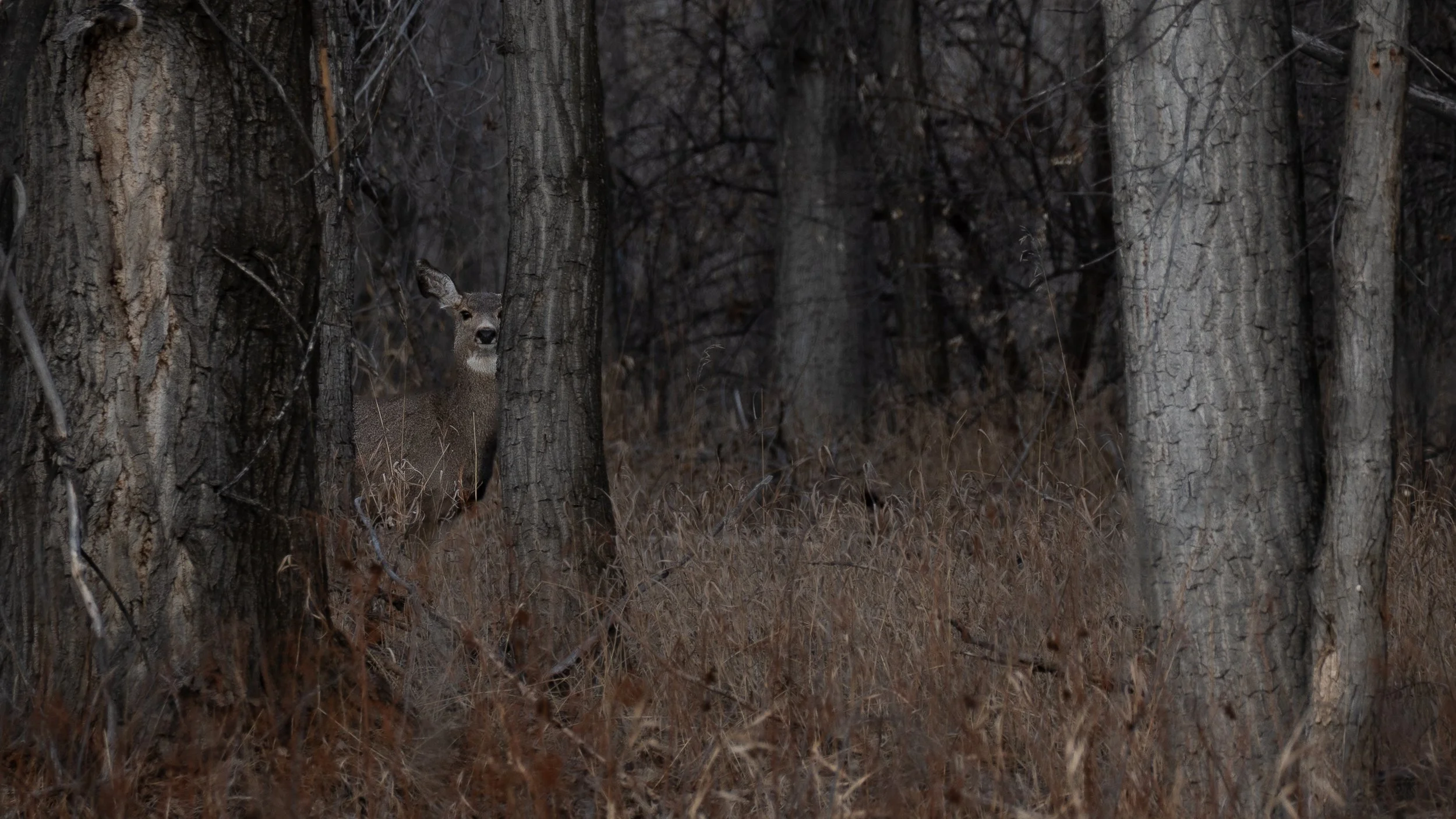 Mule Deer doe peering around tree.jpg