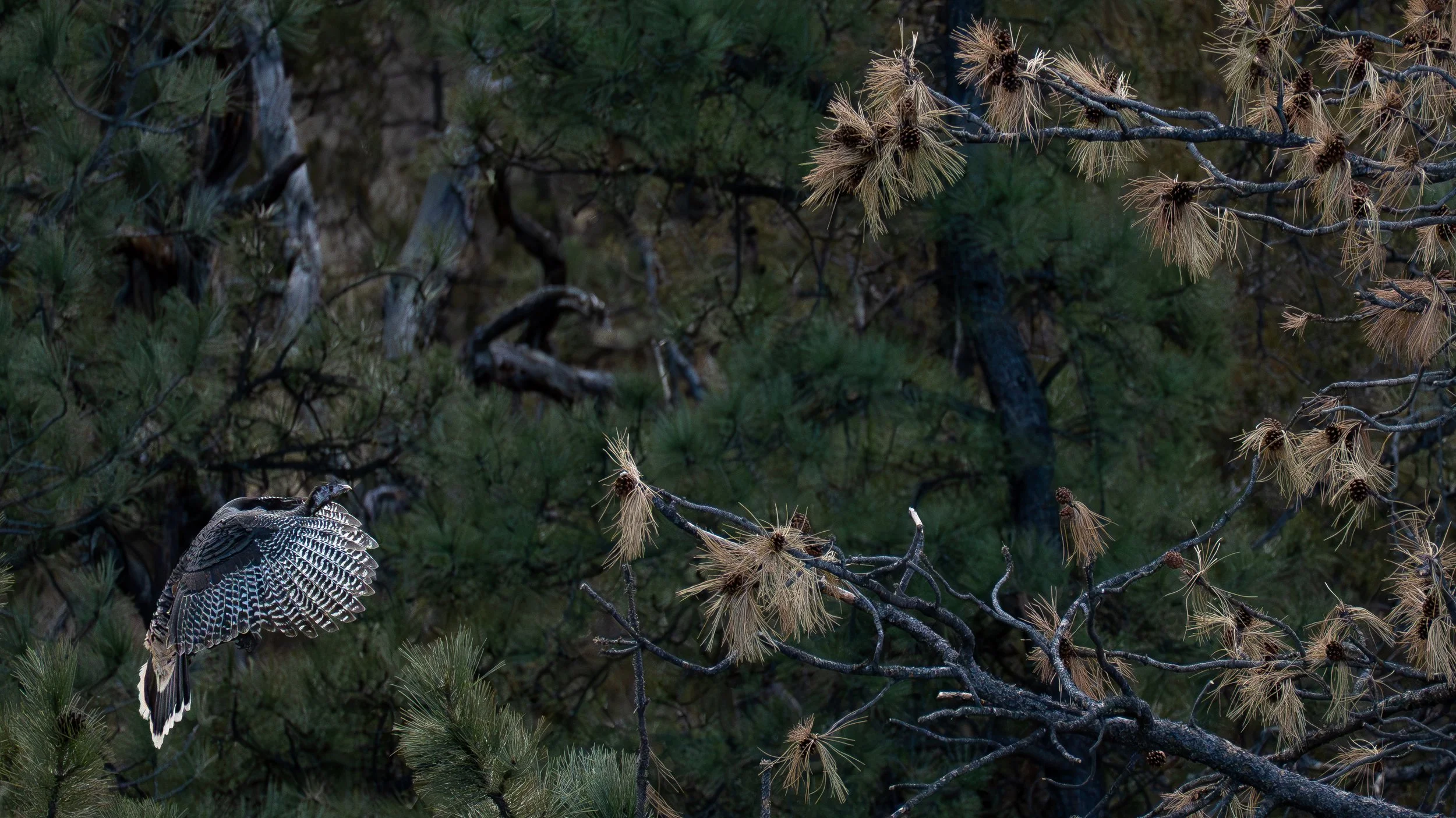 Closeup of hen flying into tree tail stretched out.jpg