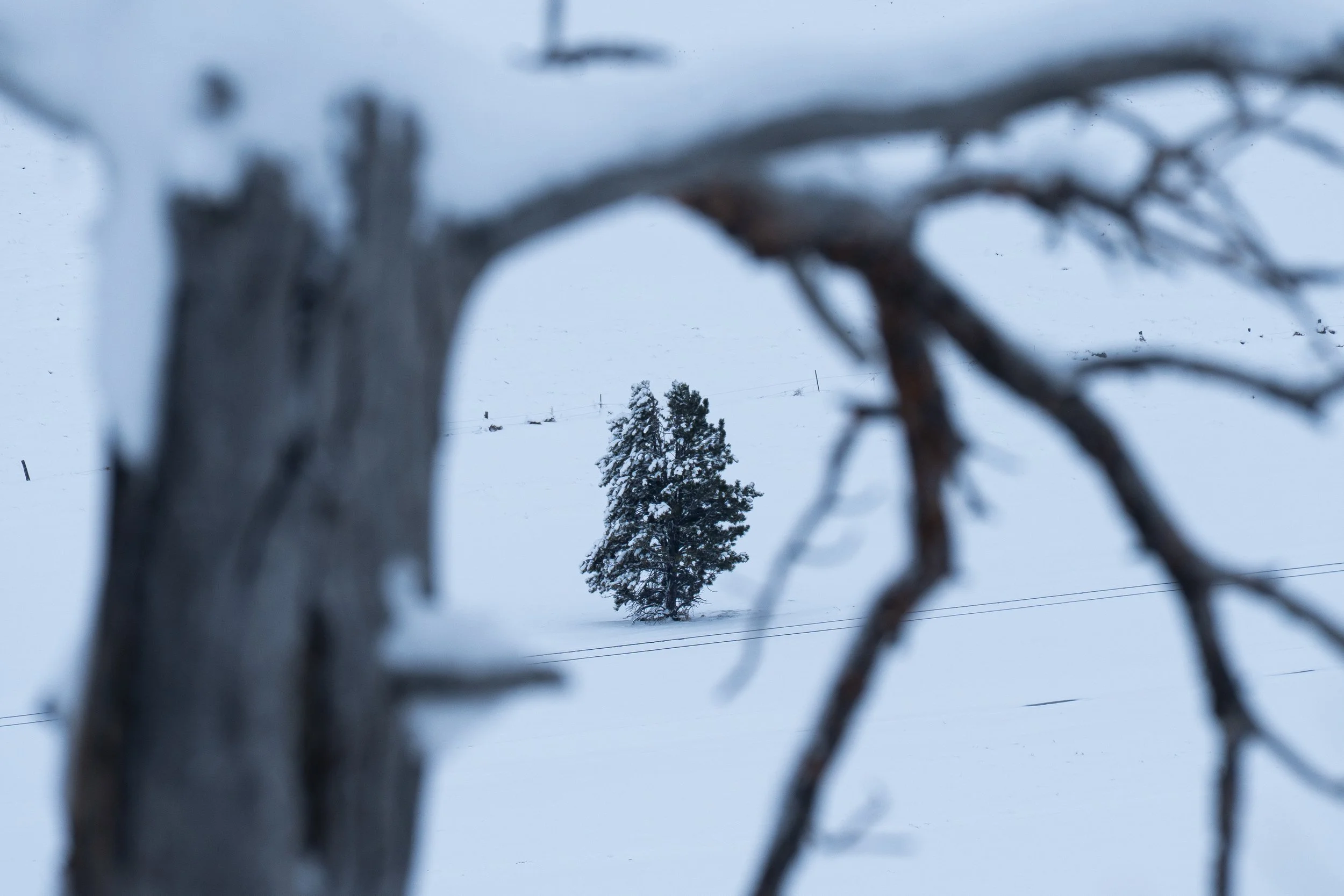 Winter single tree through stump photo 2.jpg
