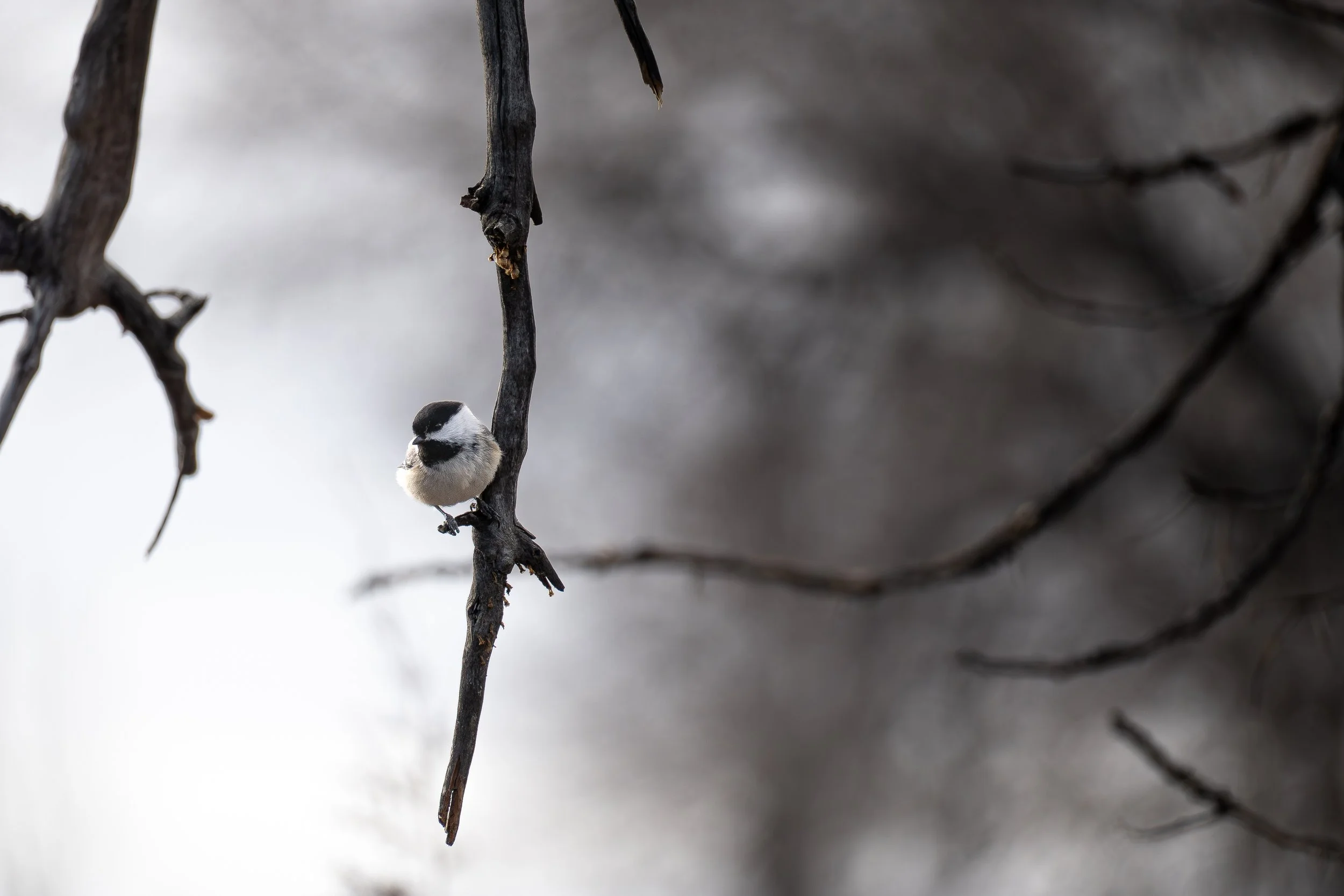 Chickadee on branch.jpg