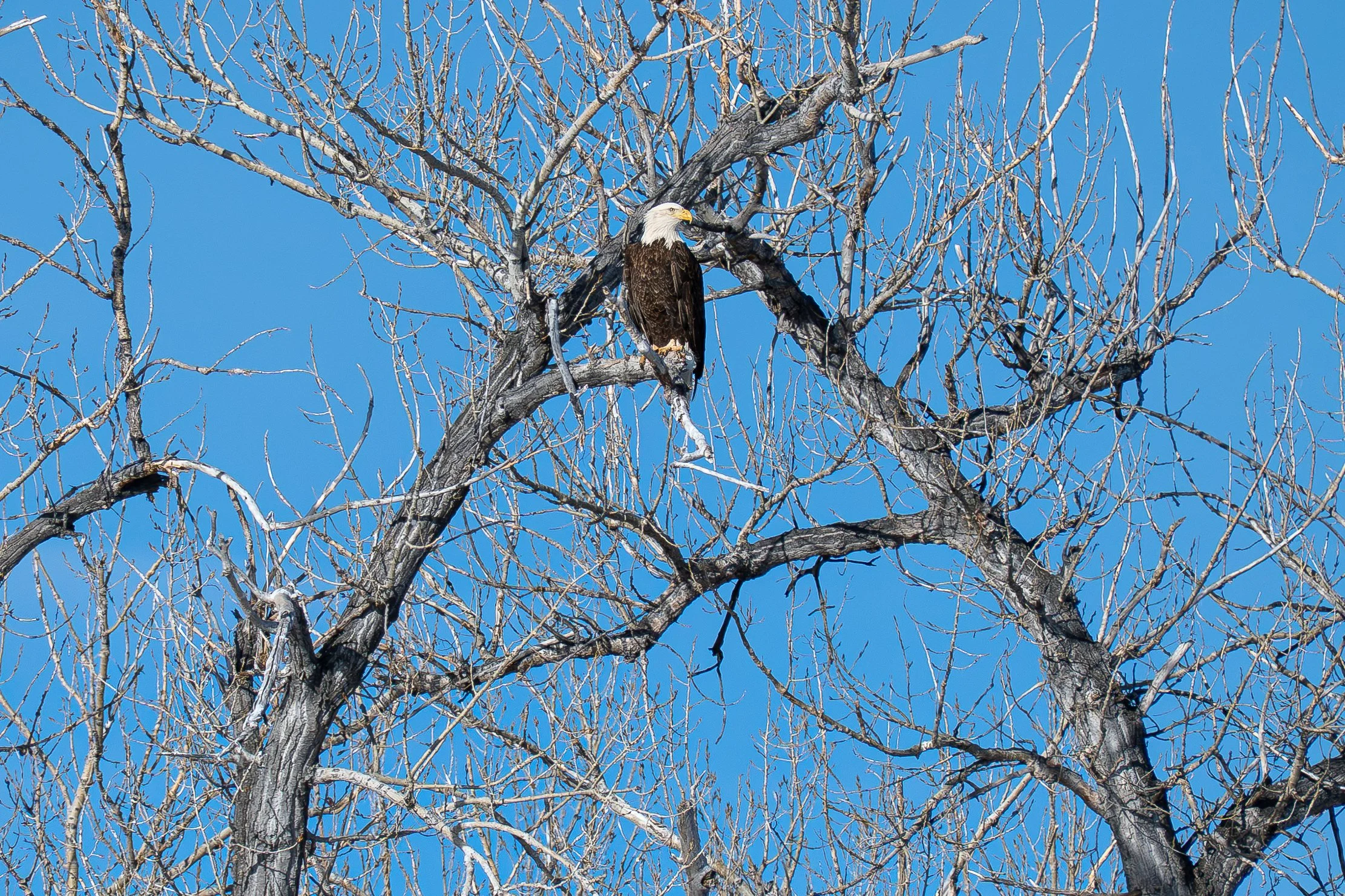 Eagle sitting in cottonwood closeup.jpg