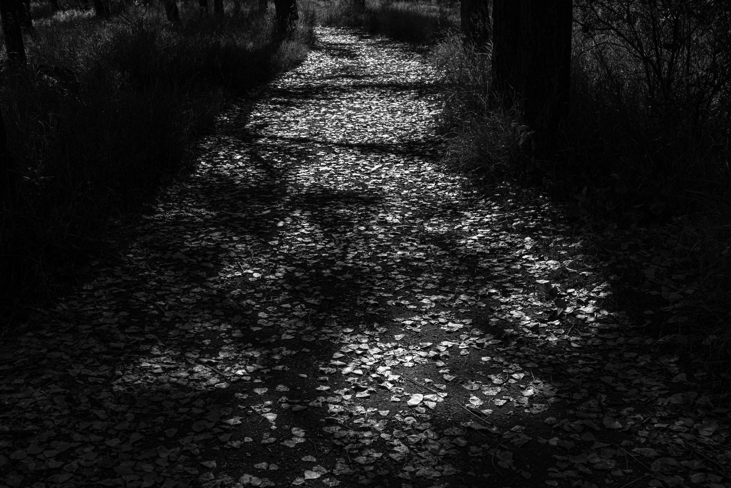 "Leaves and Light" in (B&W)