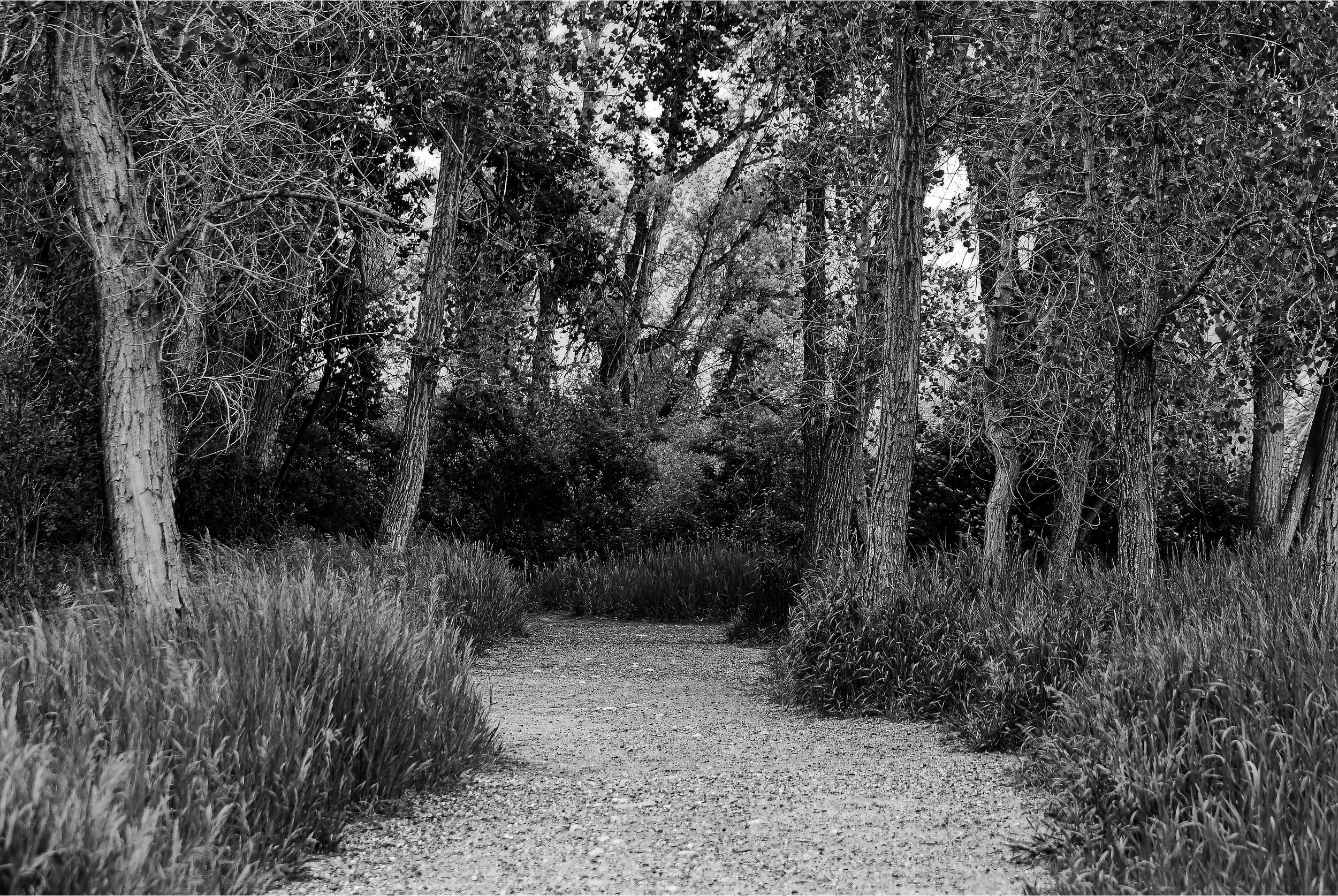 Black and white trail.jpg