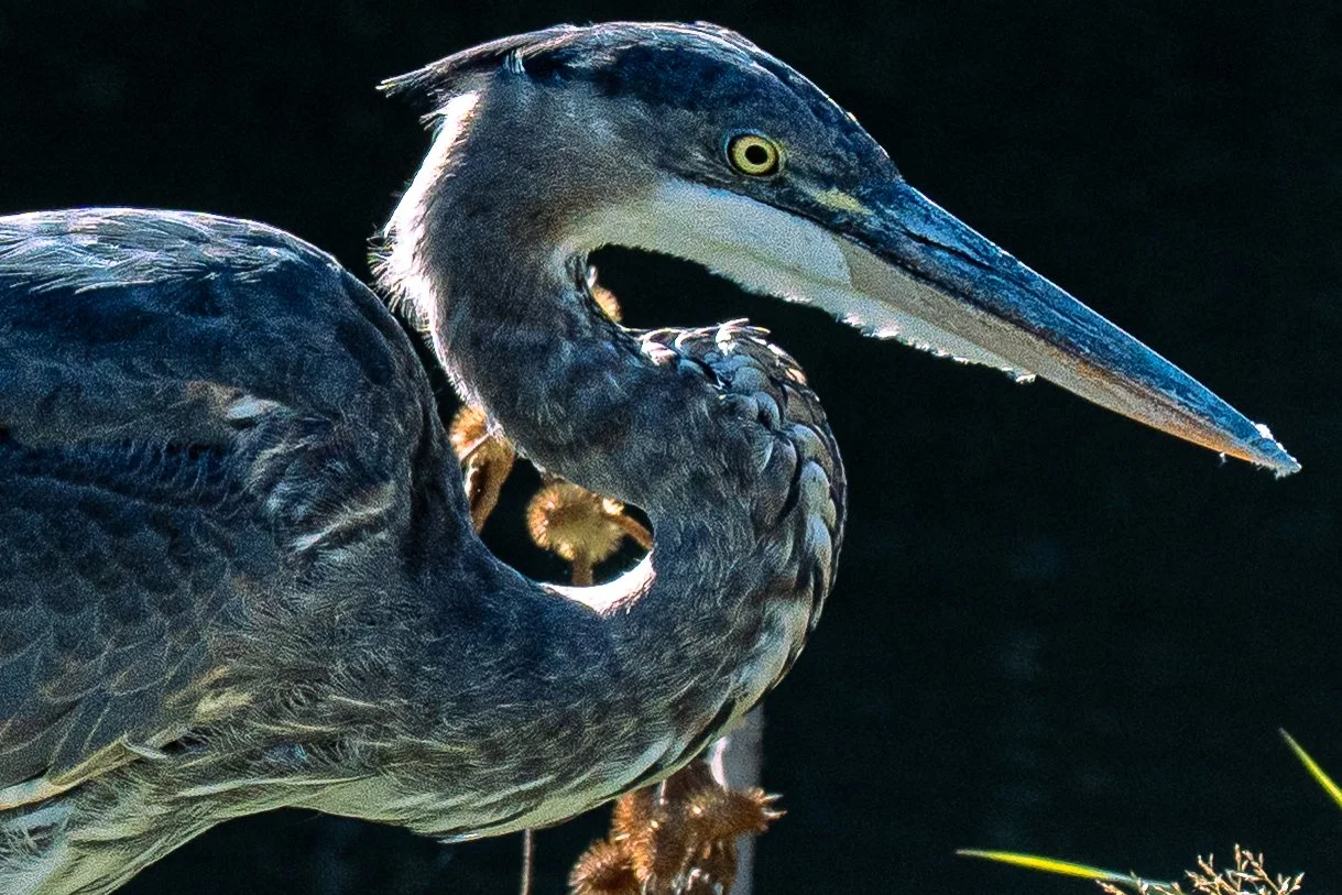 Closeup on heron head.jpg