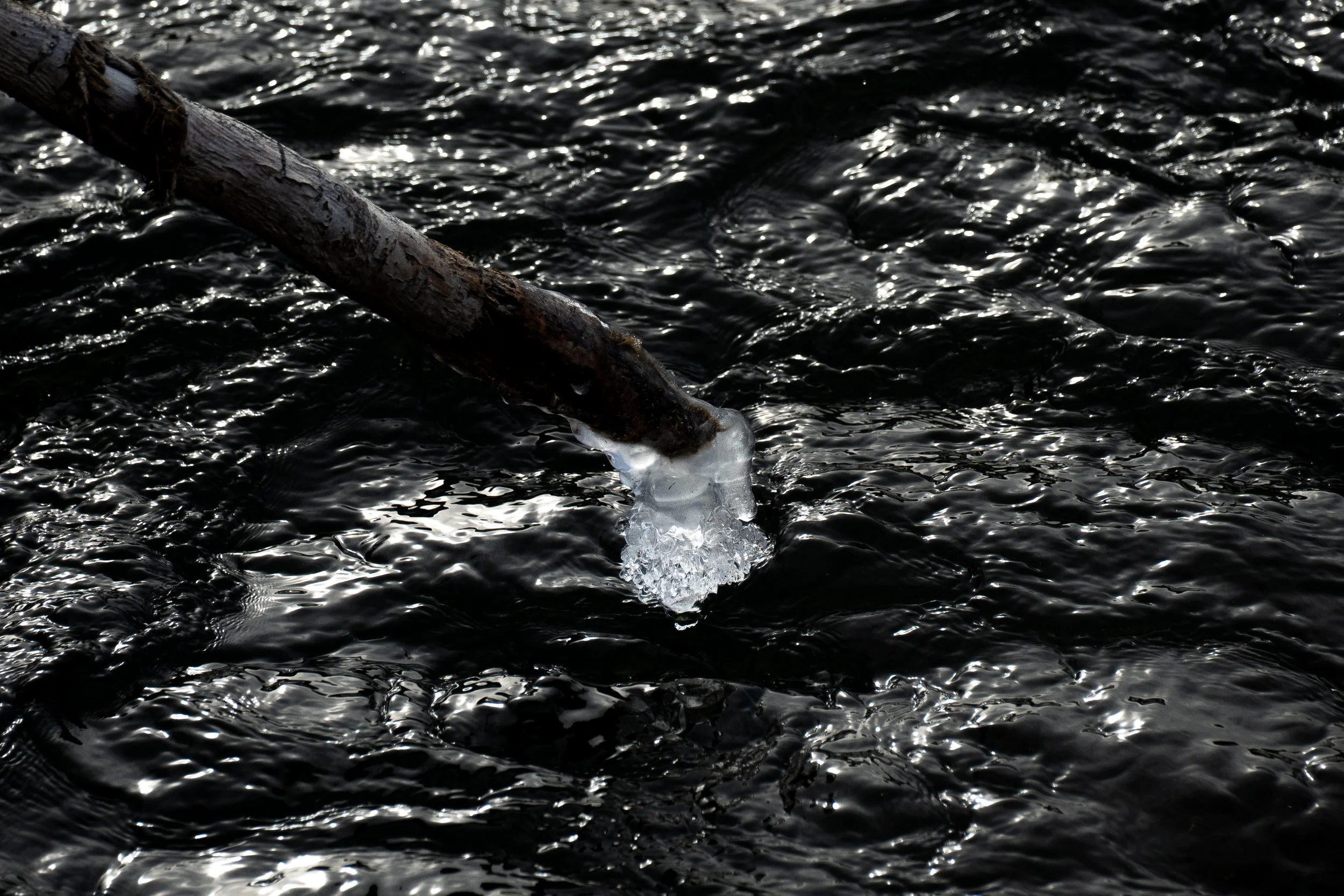 Stick collecting ice.jpg