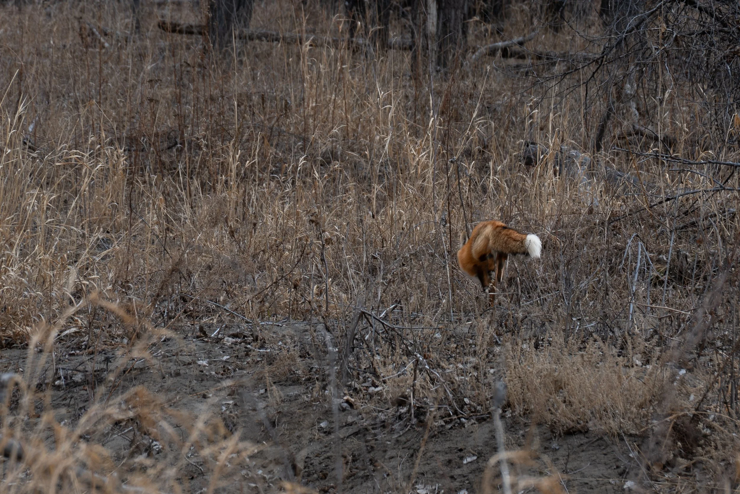 Fox running away.jpg