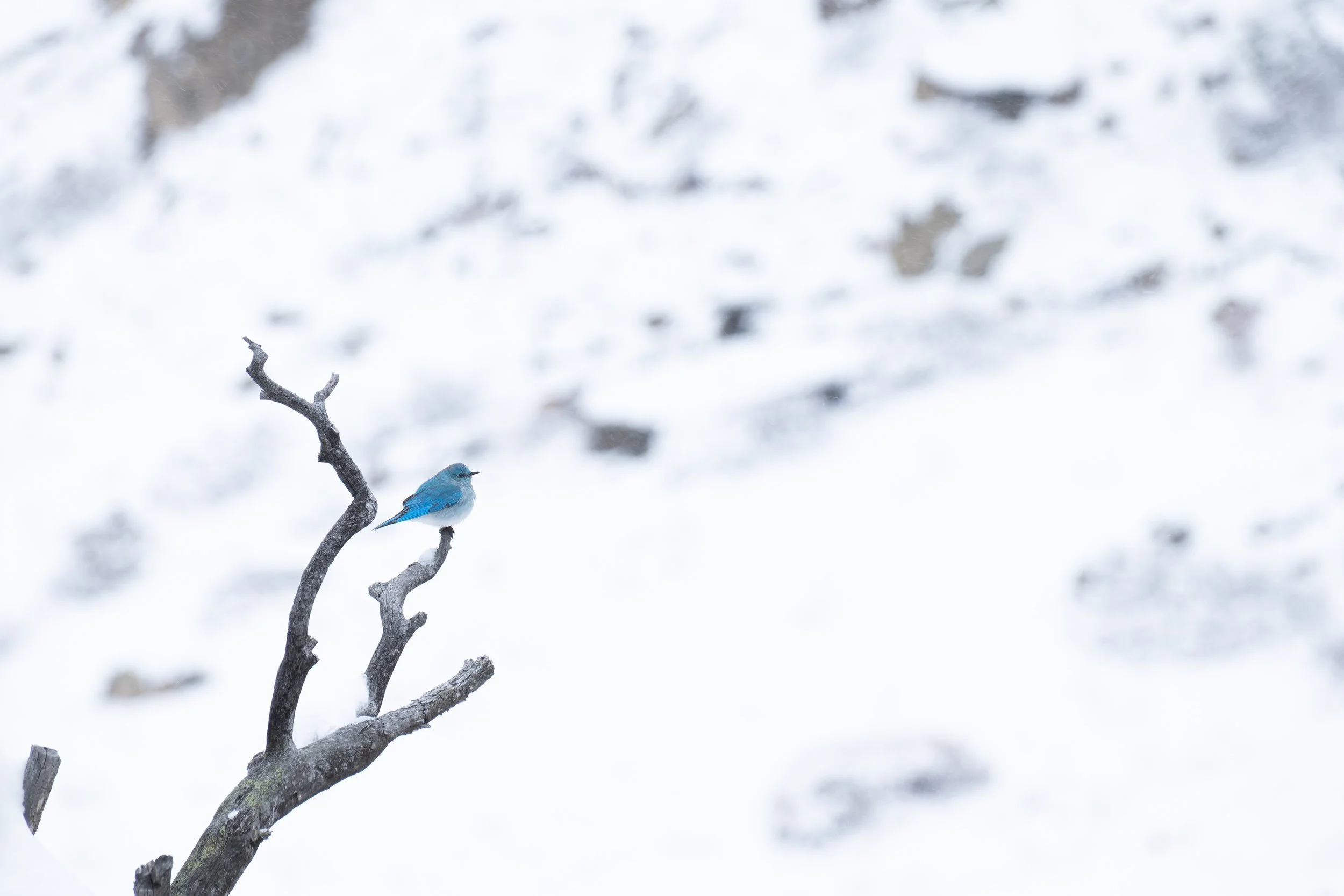 Bluebird sitting on end of 4th branch snowy landscape.jpg