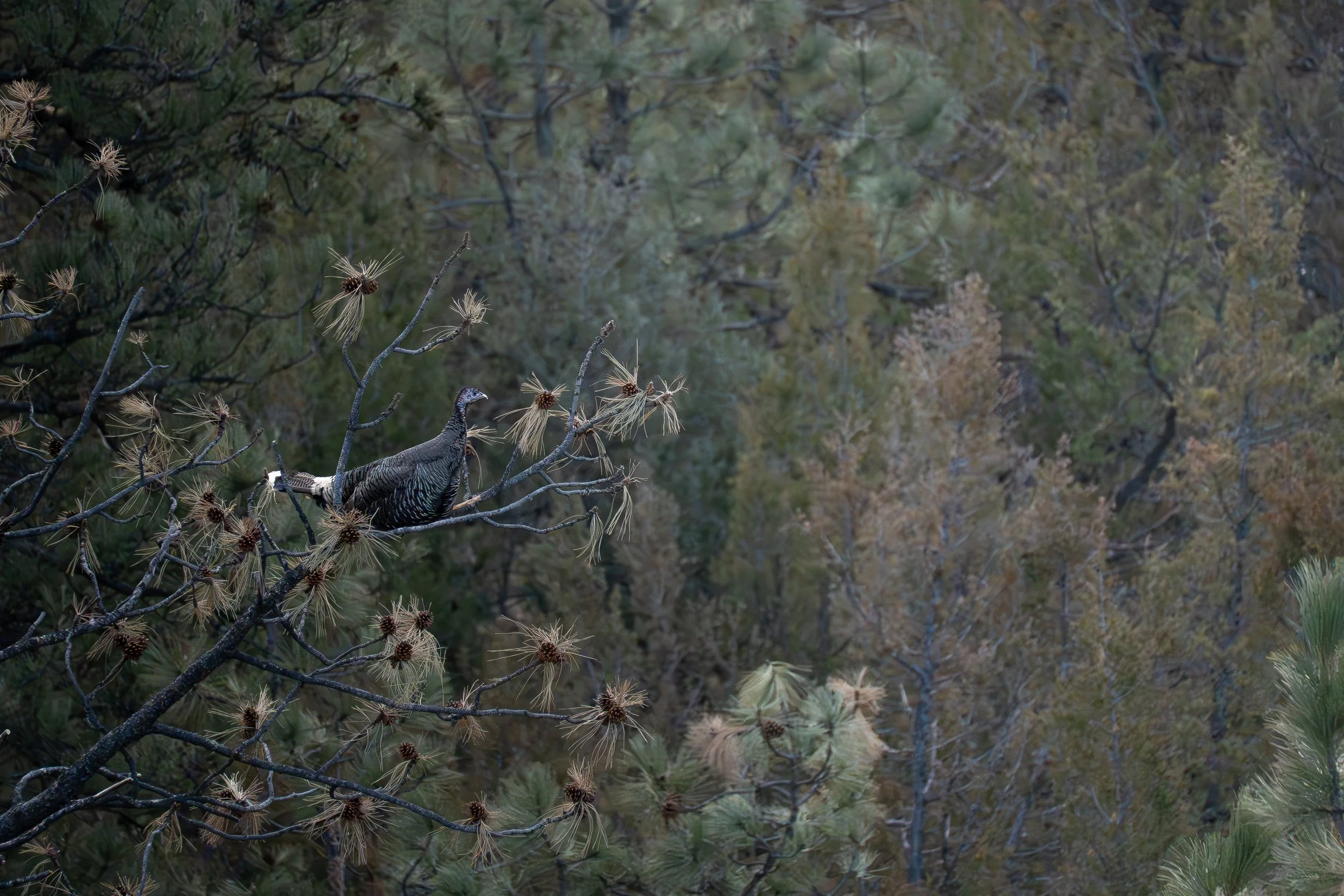 Hen looking over vast background of trees.jpg