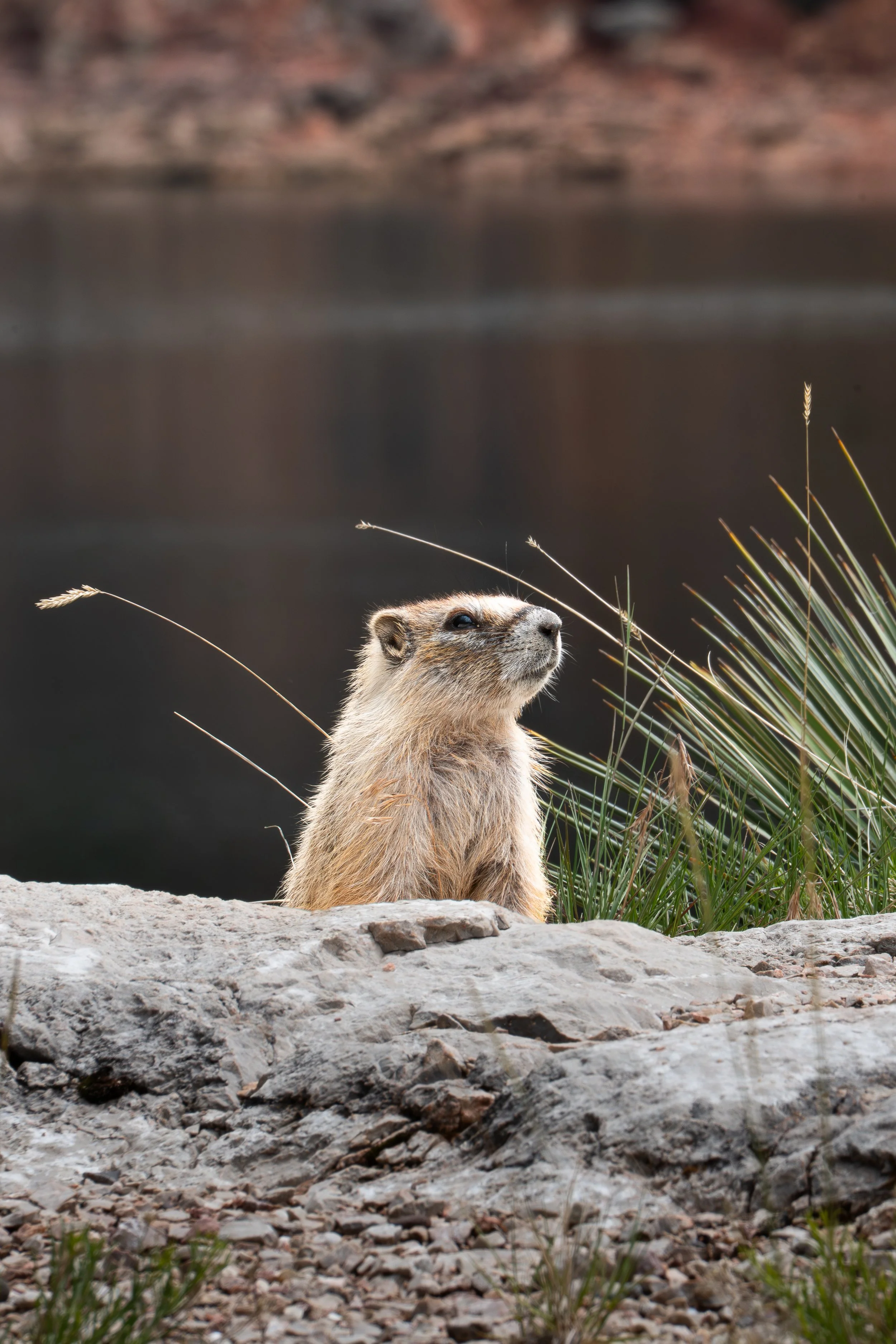 B. Marmot peering over rock VERTICAL.jpg