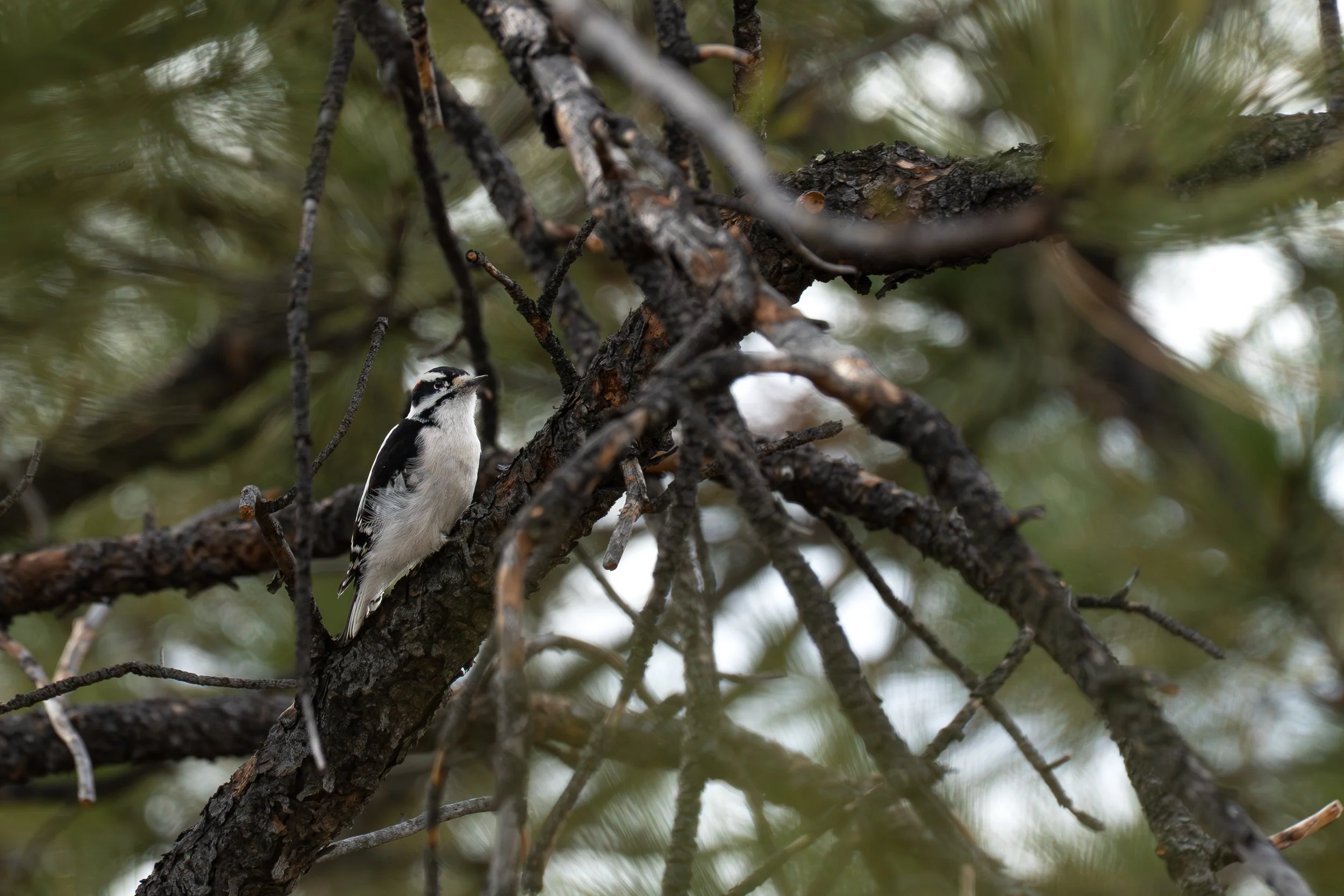Woodpecker with green surrounding it.jpg