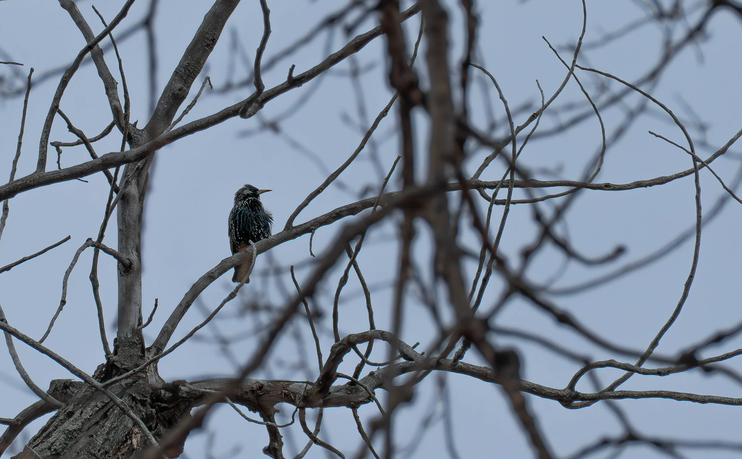 Starling sitting in tree.jpg