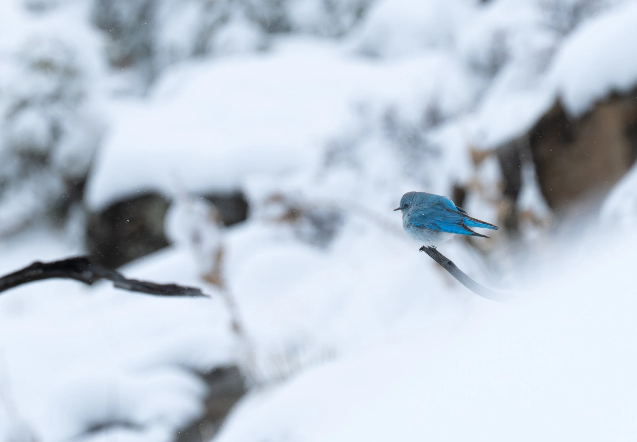 BackwoodsBoundPhotography/2026/BluebirdInSnow