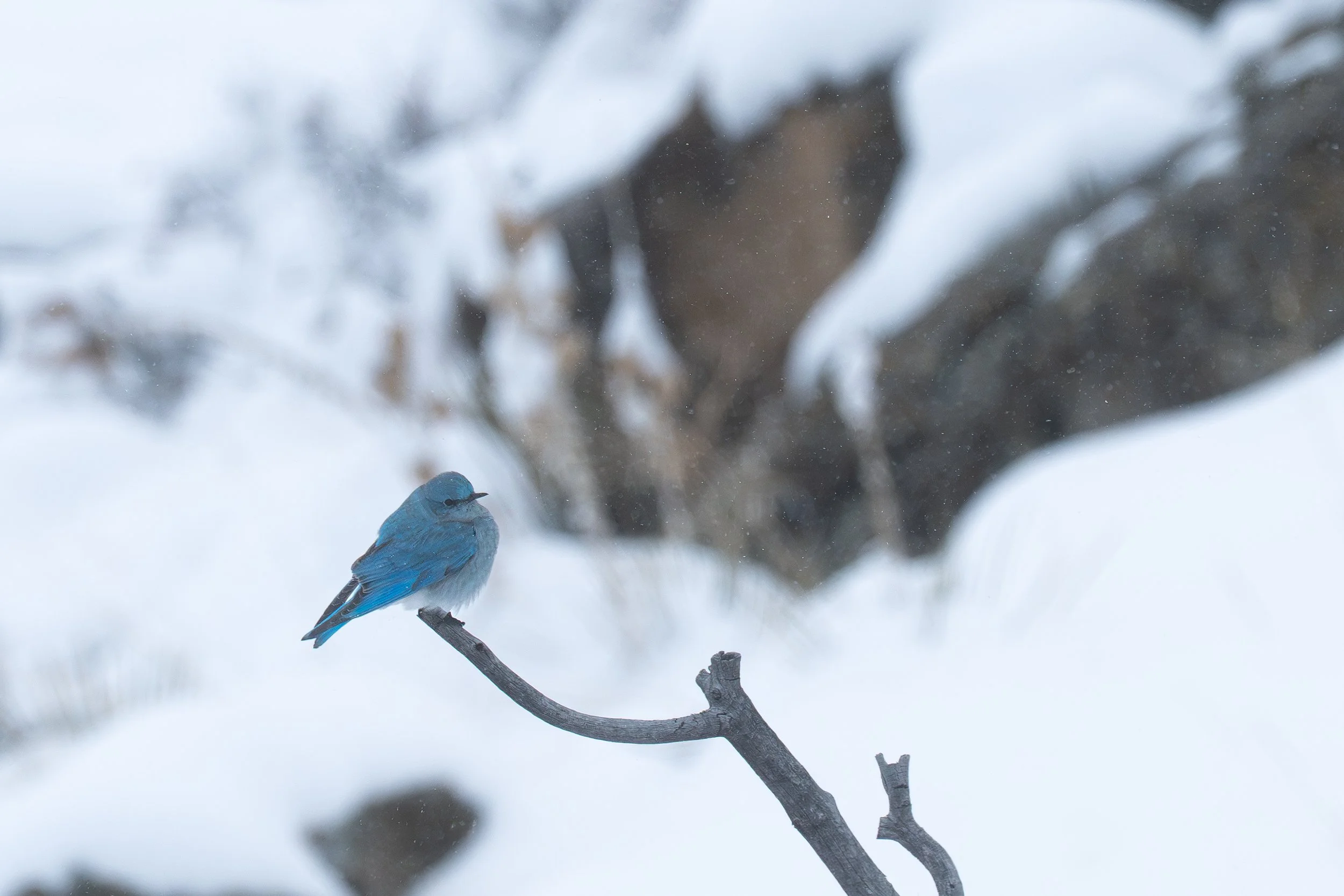 "Facing the Frosty Flurries"