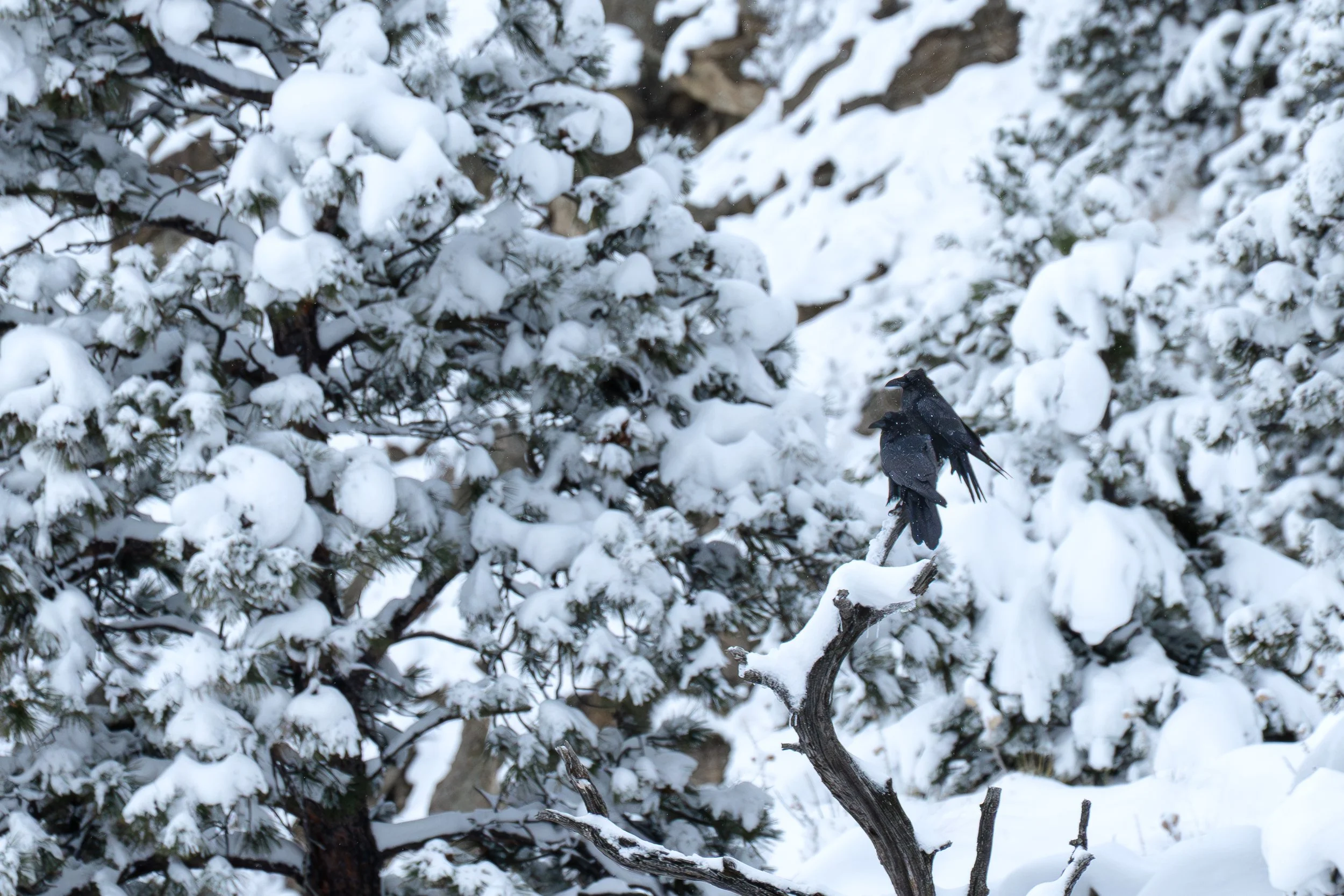 Ravens sitting next to the other.jpg