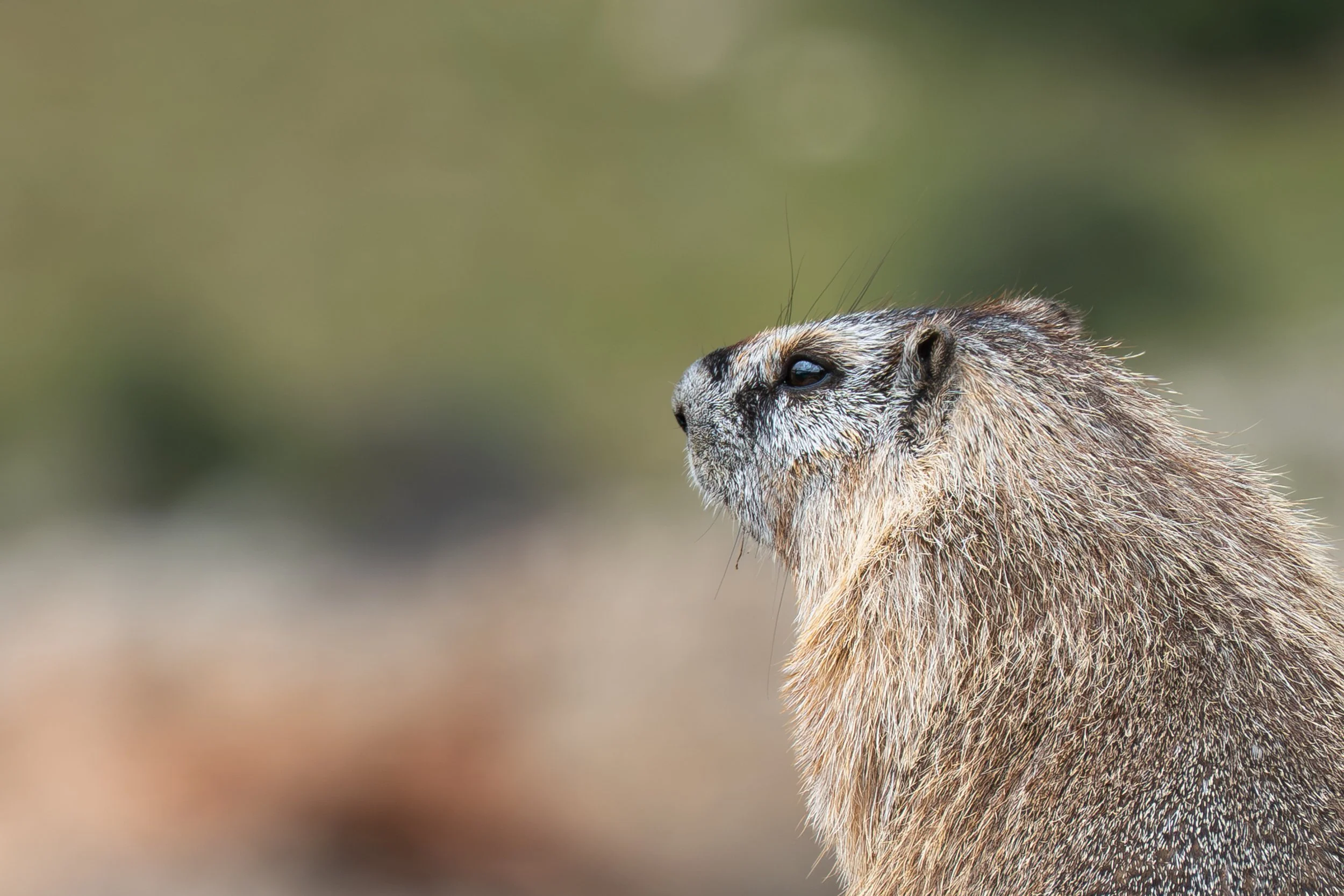 Wildlife