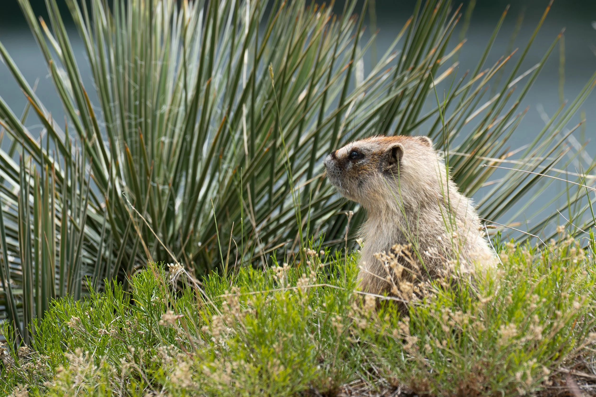B. Marmot sitting in grass sad looking in the distance.jpg