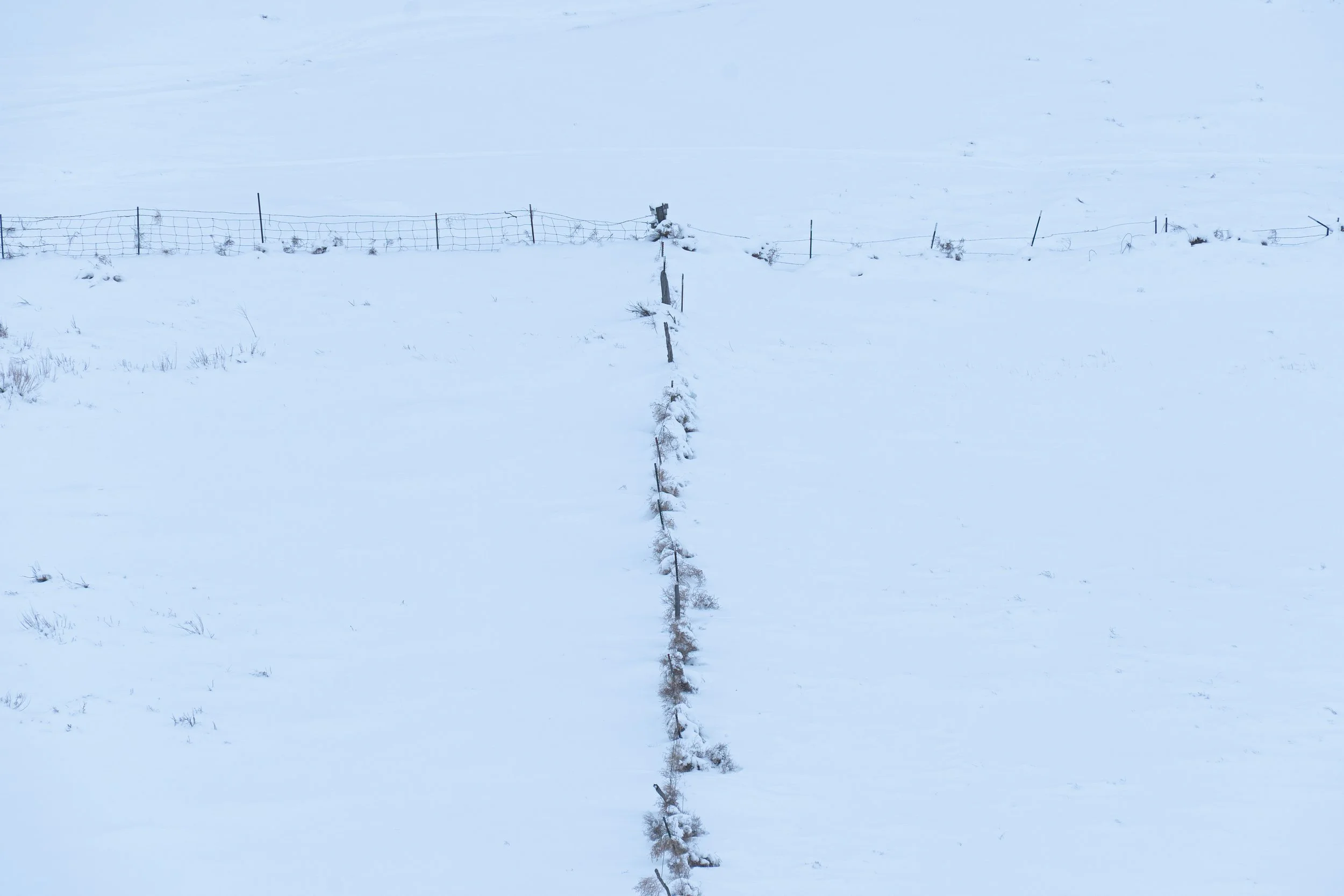 Winter T in Fenceline.jpg