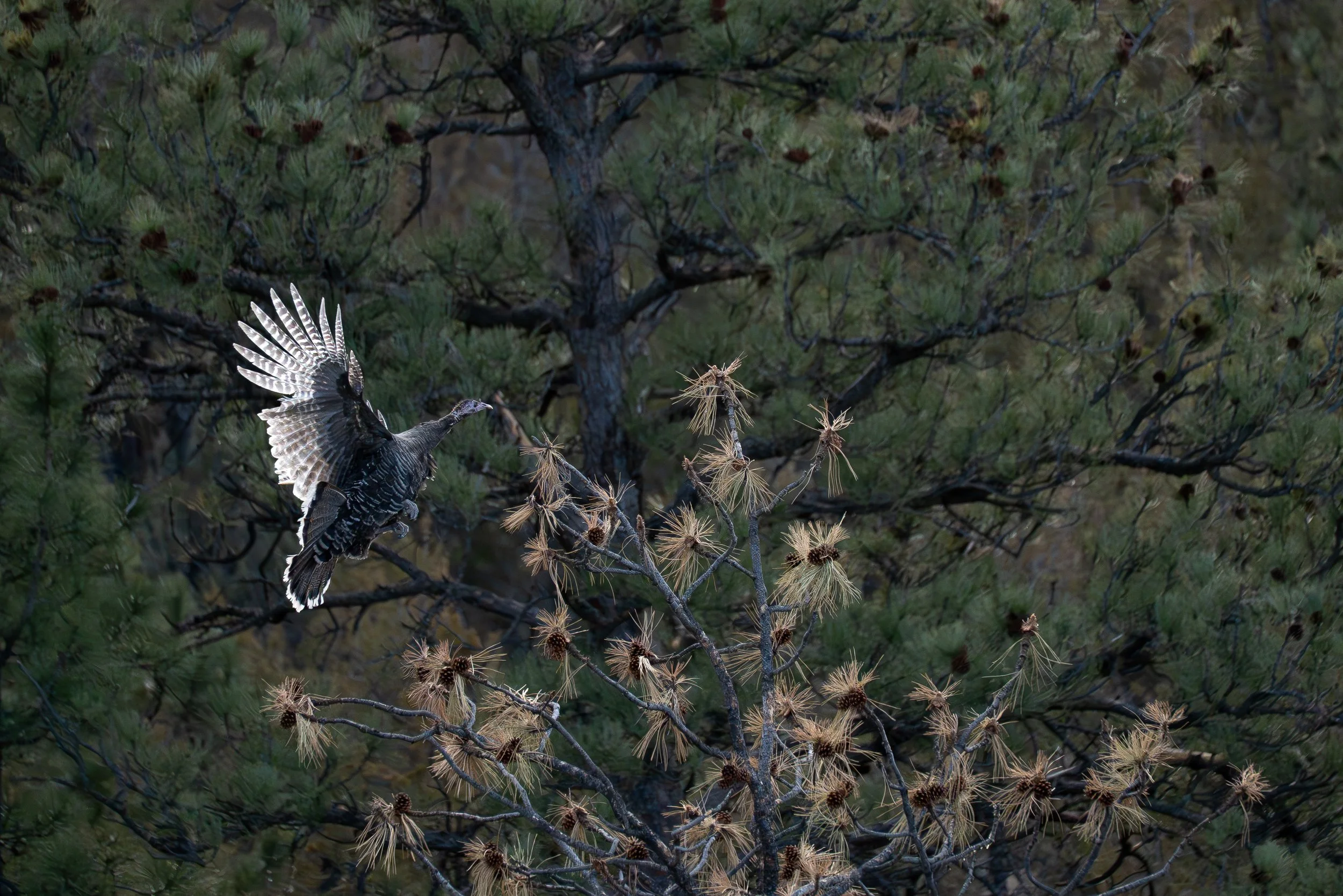 Hen flying to top of tree with wings backward.jpg