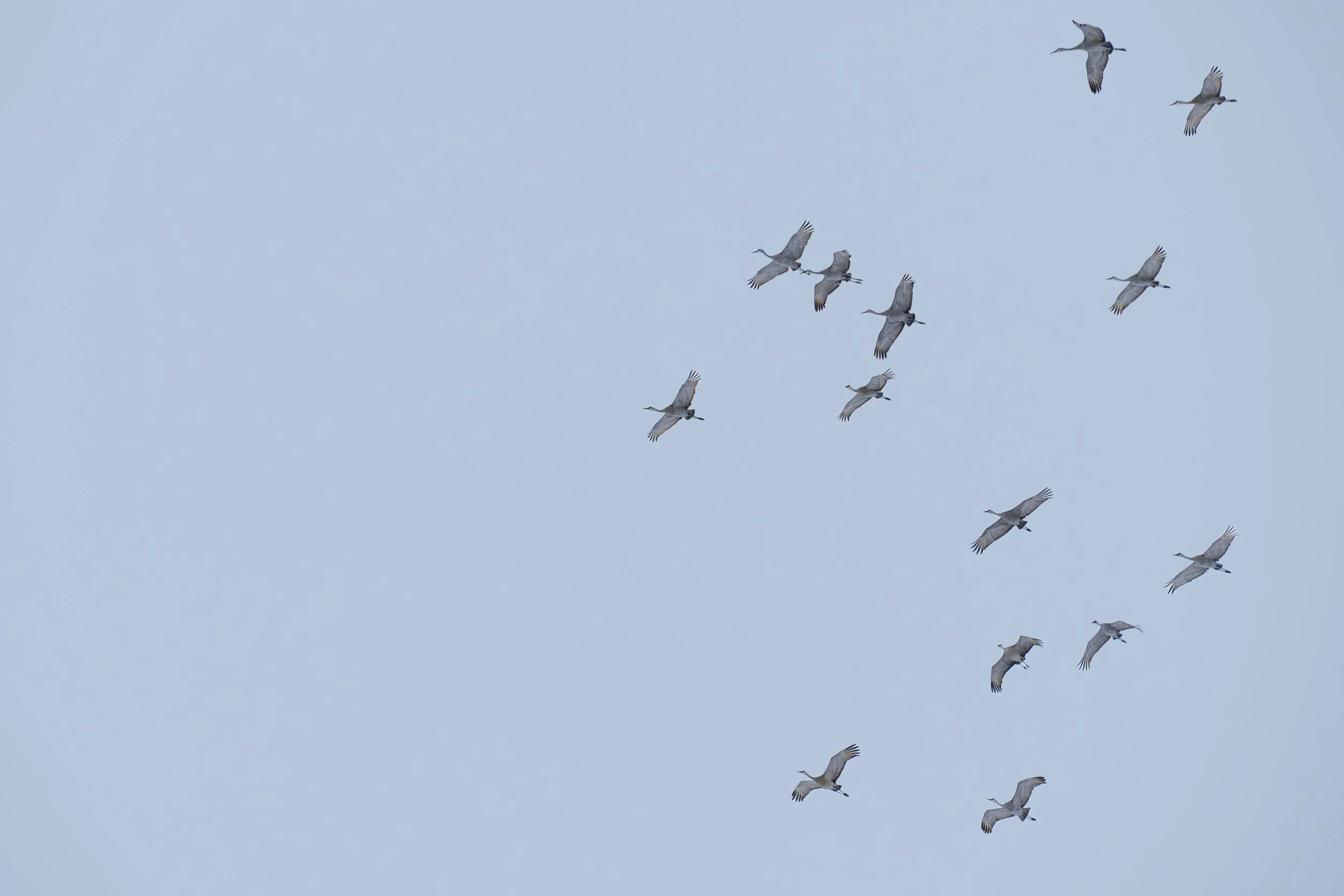 Sandhill cranes right side.jpg