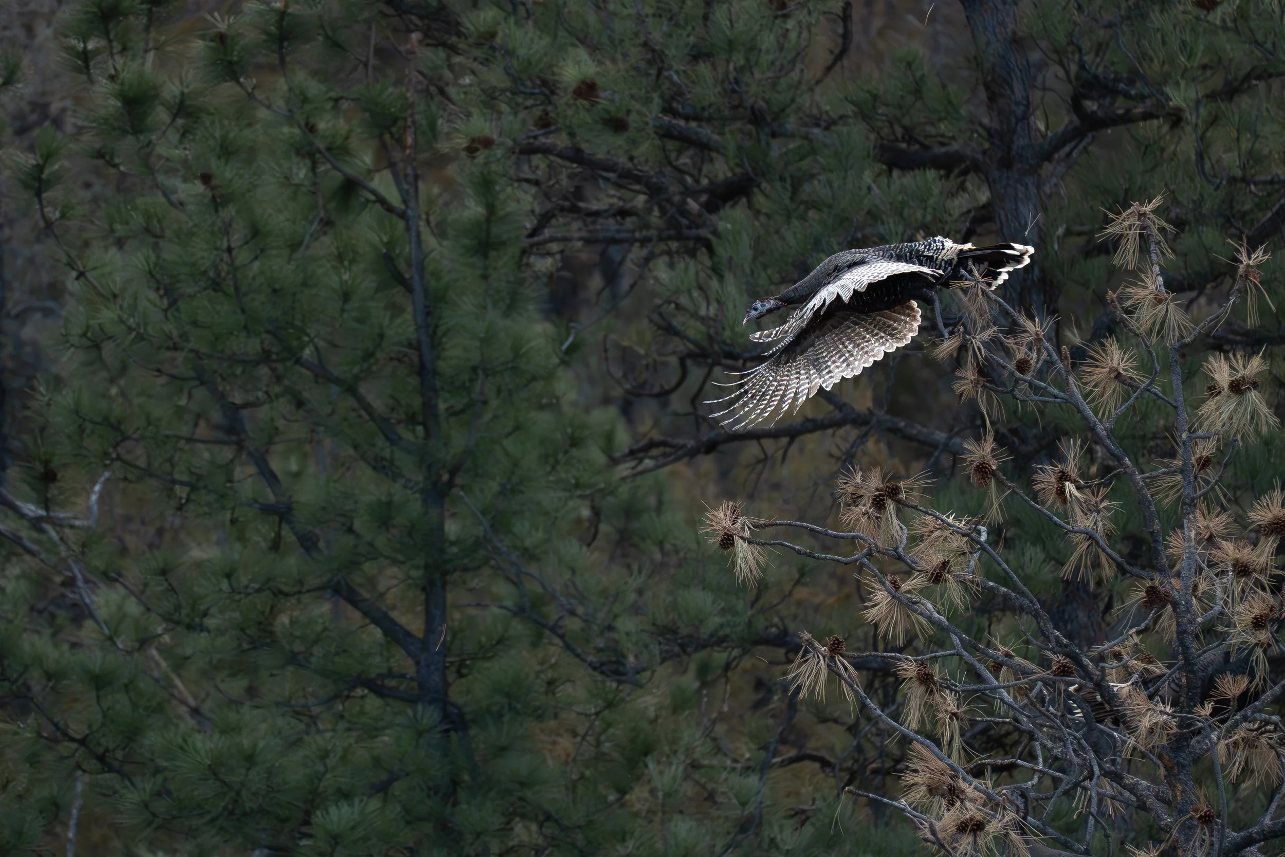 Hen flying off top of tree with wings forward.jpg