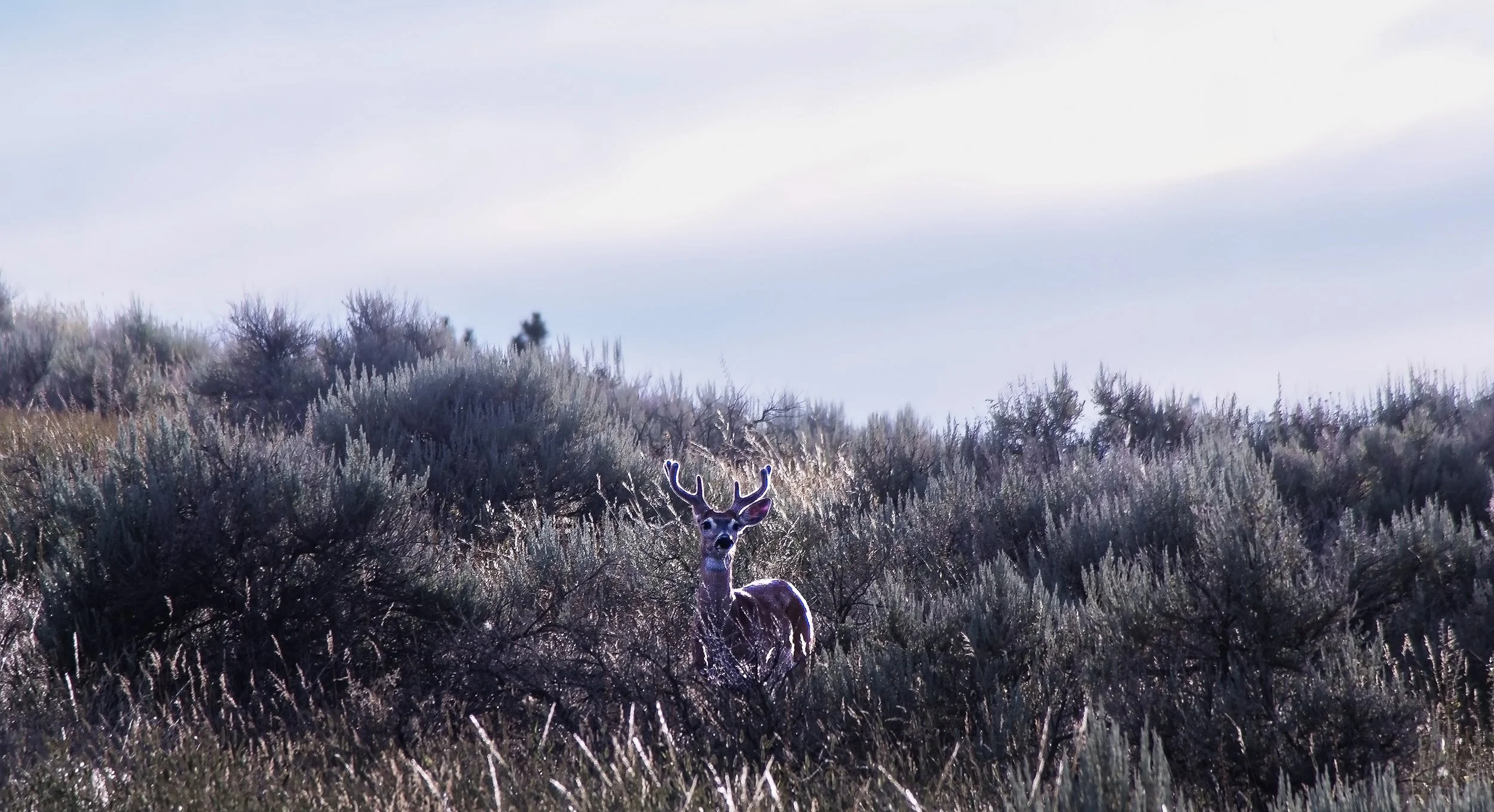 Velvet Buck in Sage Brush