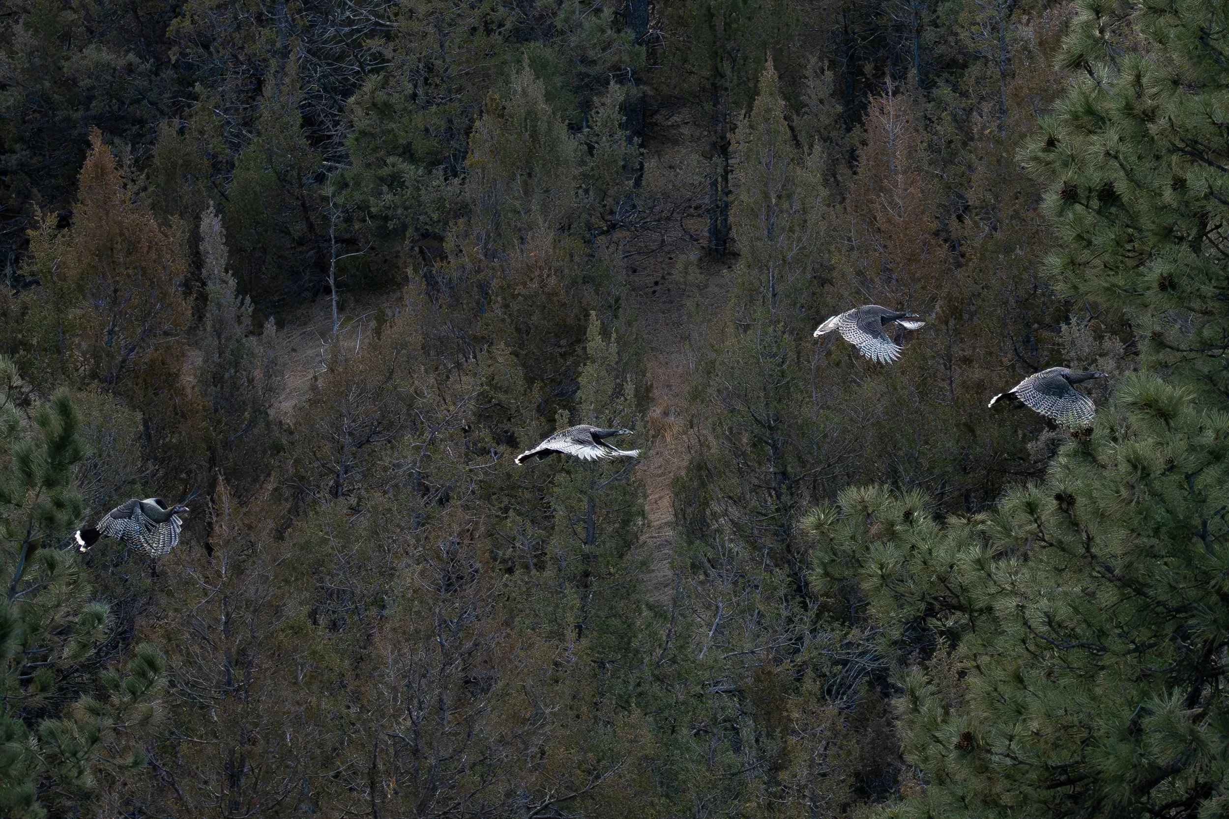 Turkey group flying better 2nd best.jpg