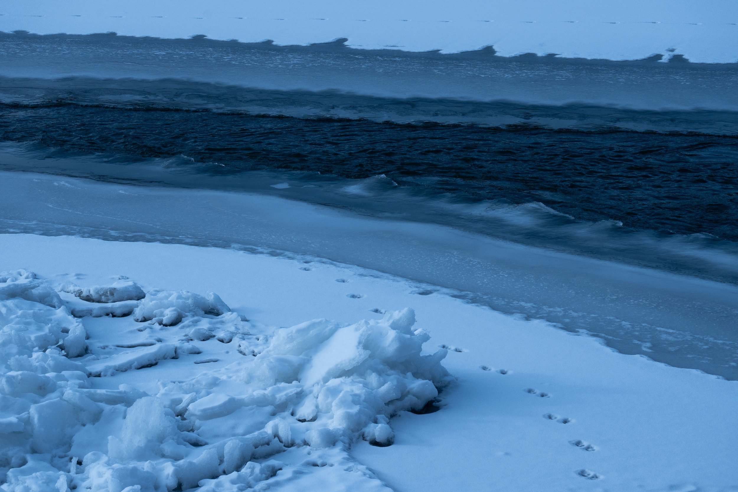 Tracks around open water.jpg