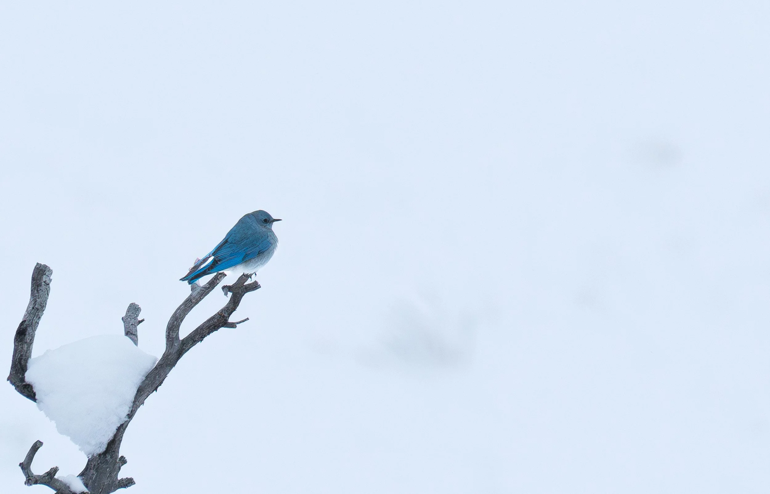 Bluebird sitting on end of 2nd branch zoomed in.jpg