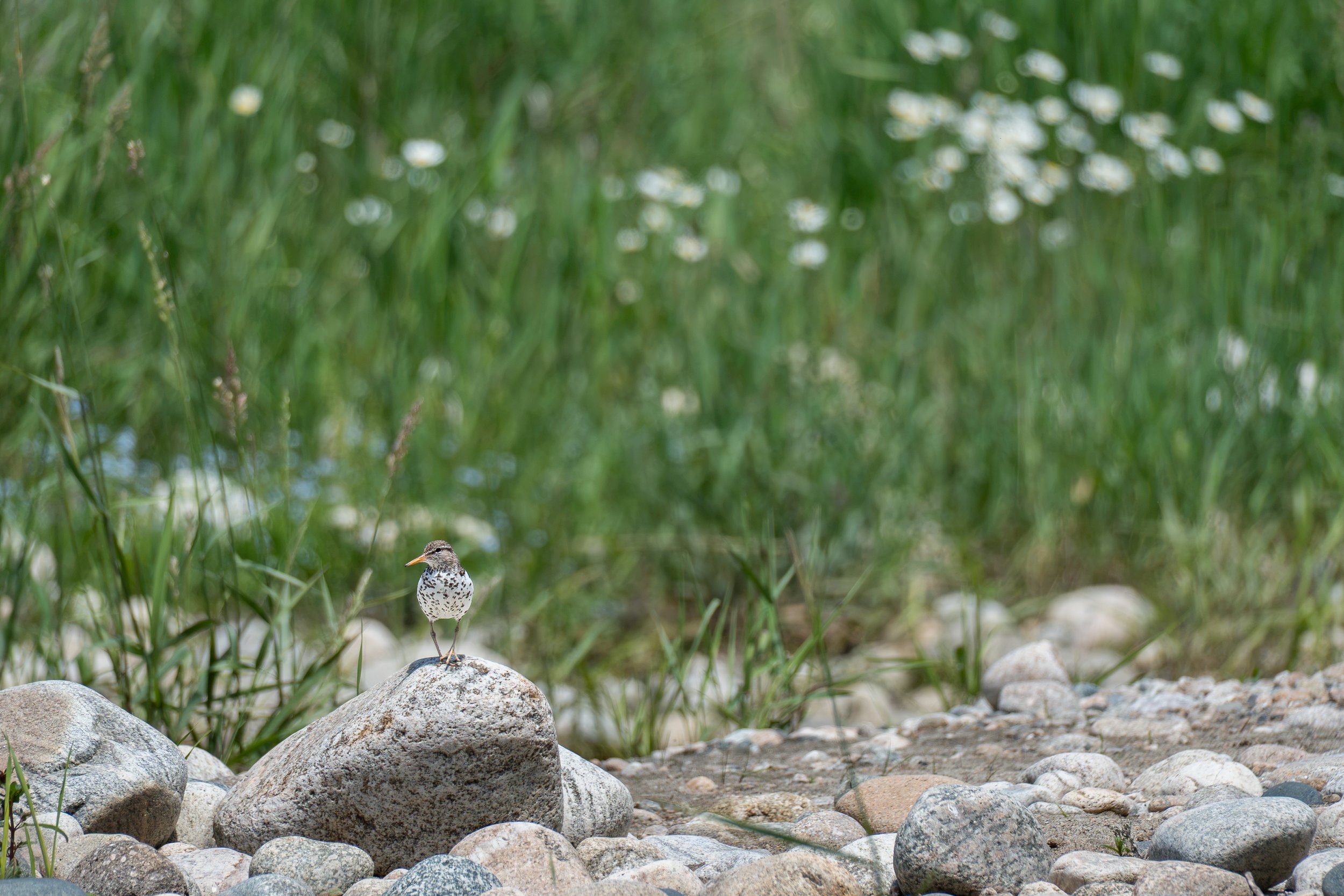 "A Riverside Sandpiper"