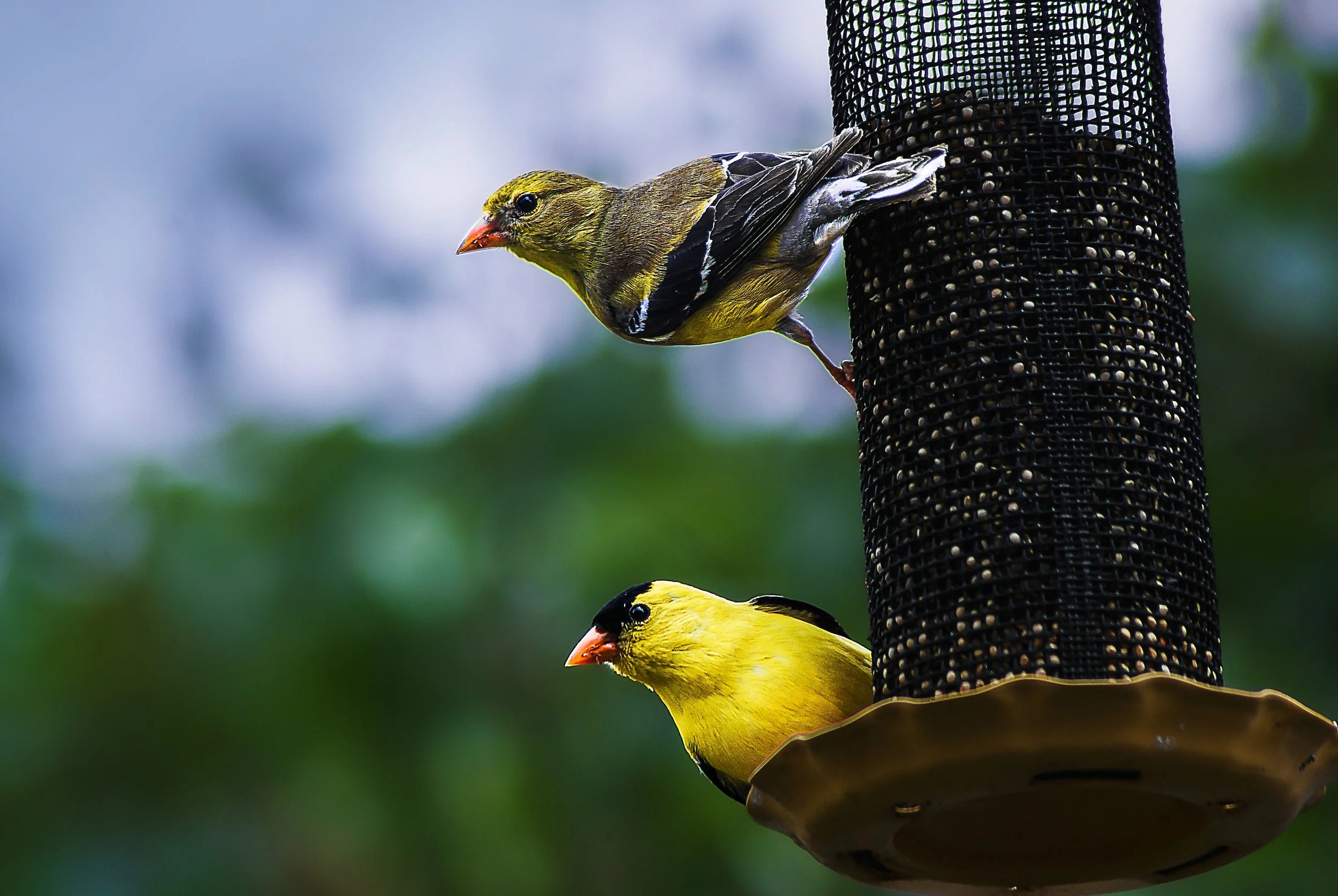 A Pair of American Goldfinches