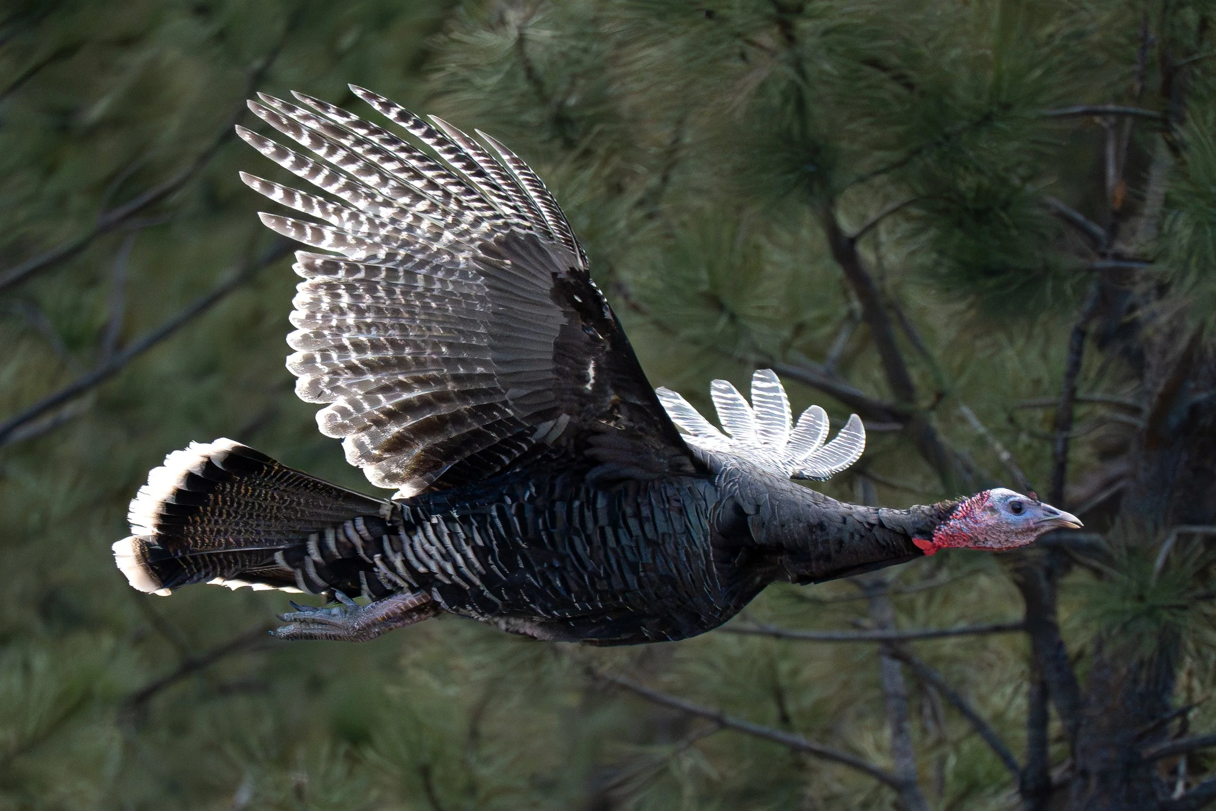 Turkey flying at 10  2nd one.jpg