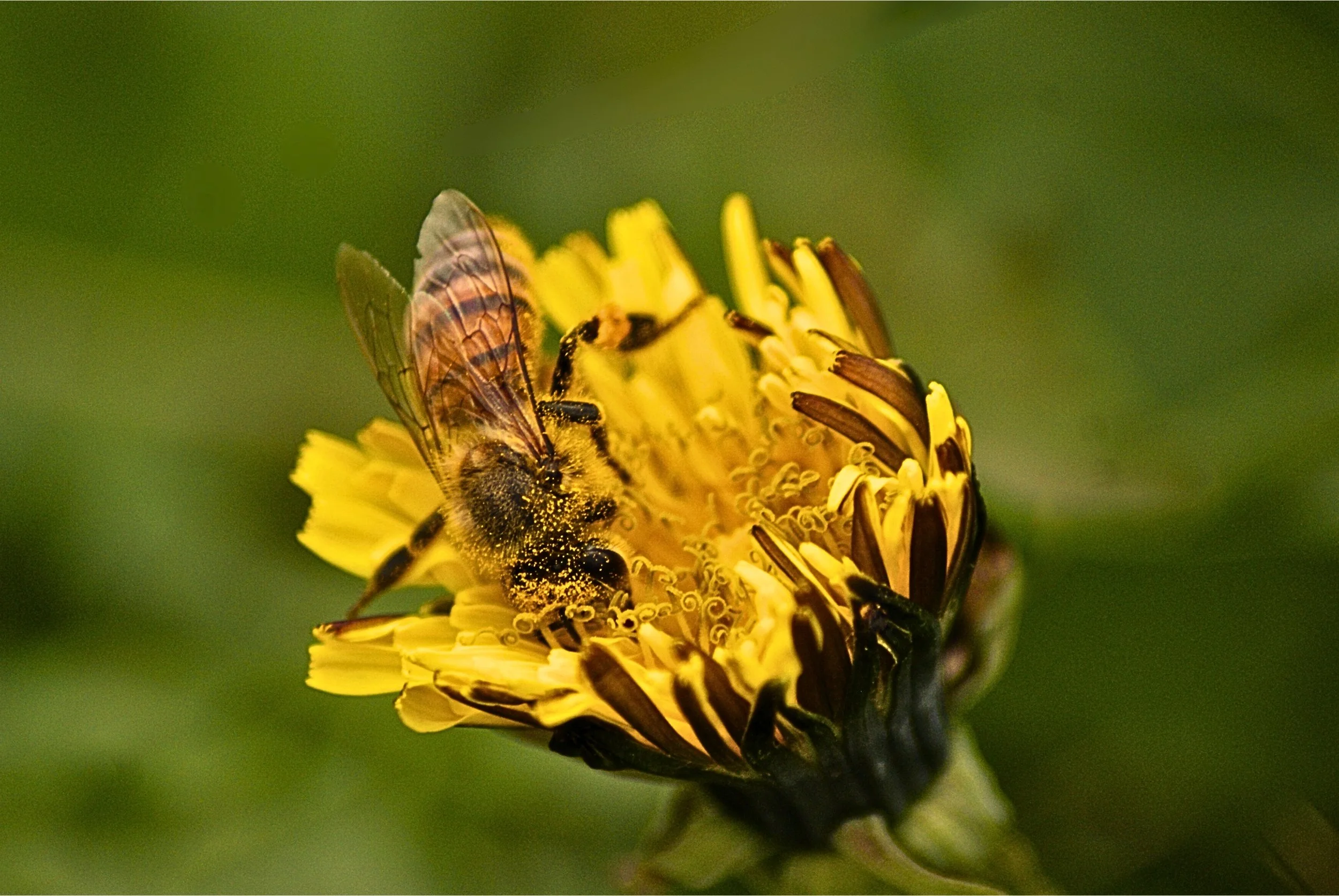 Bee Pollinating a Dandelion