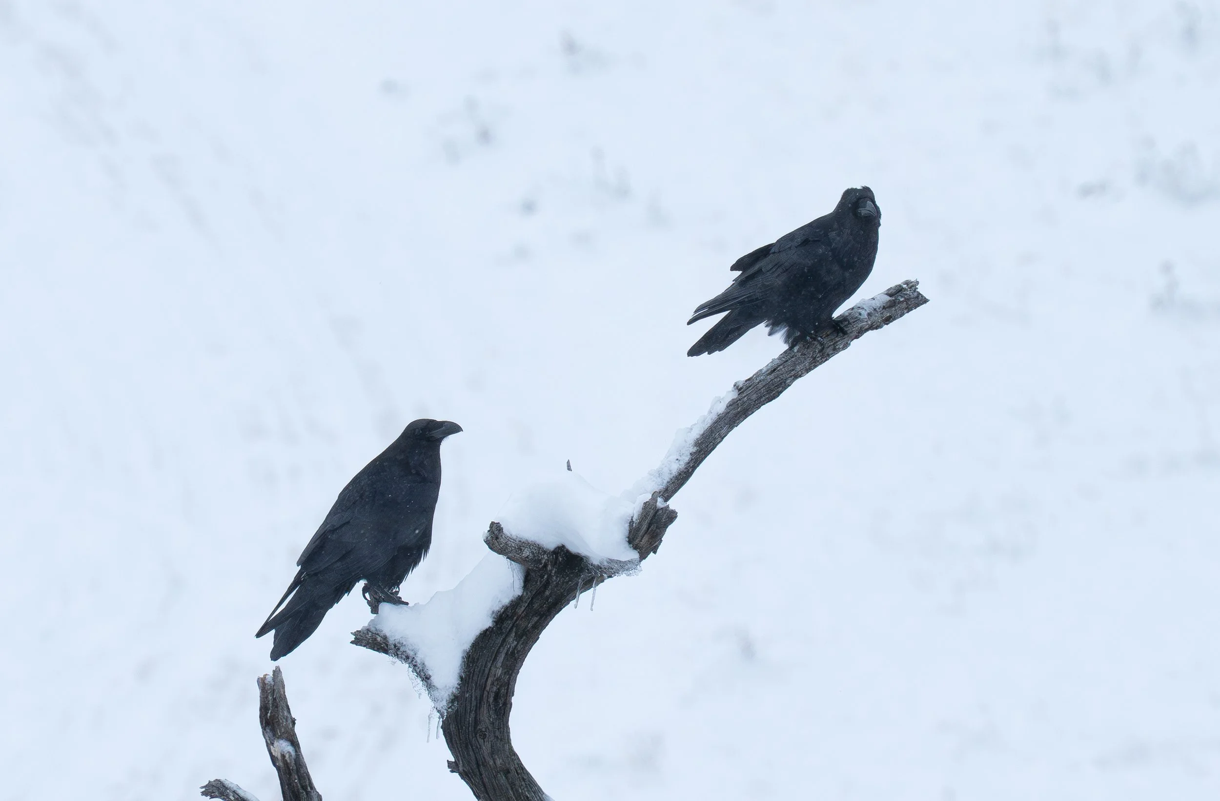Ravens closeup both beaks up.jpg