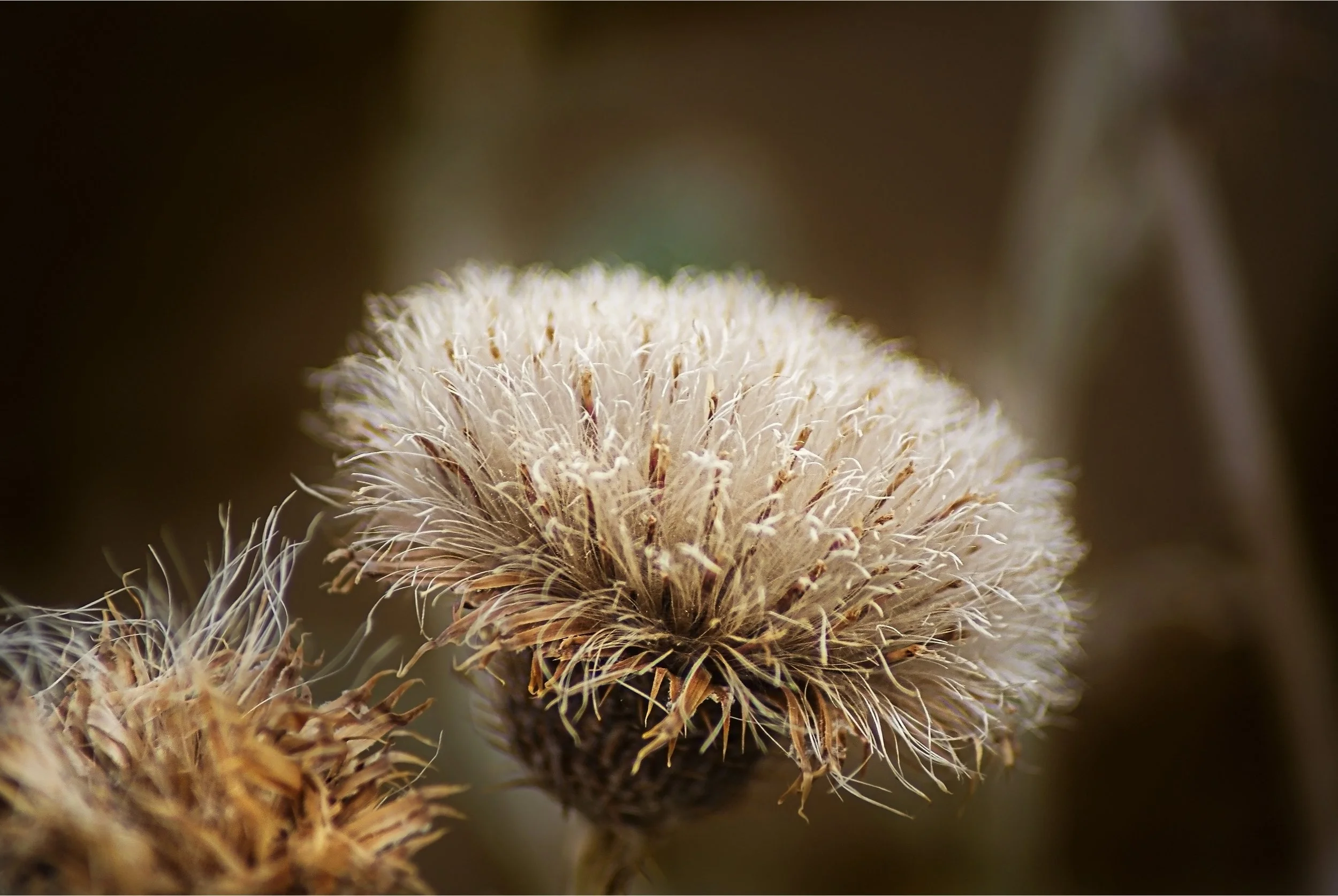 Wilted Thistle