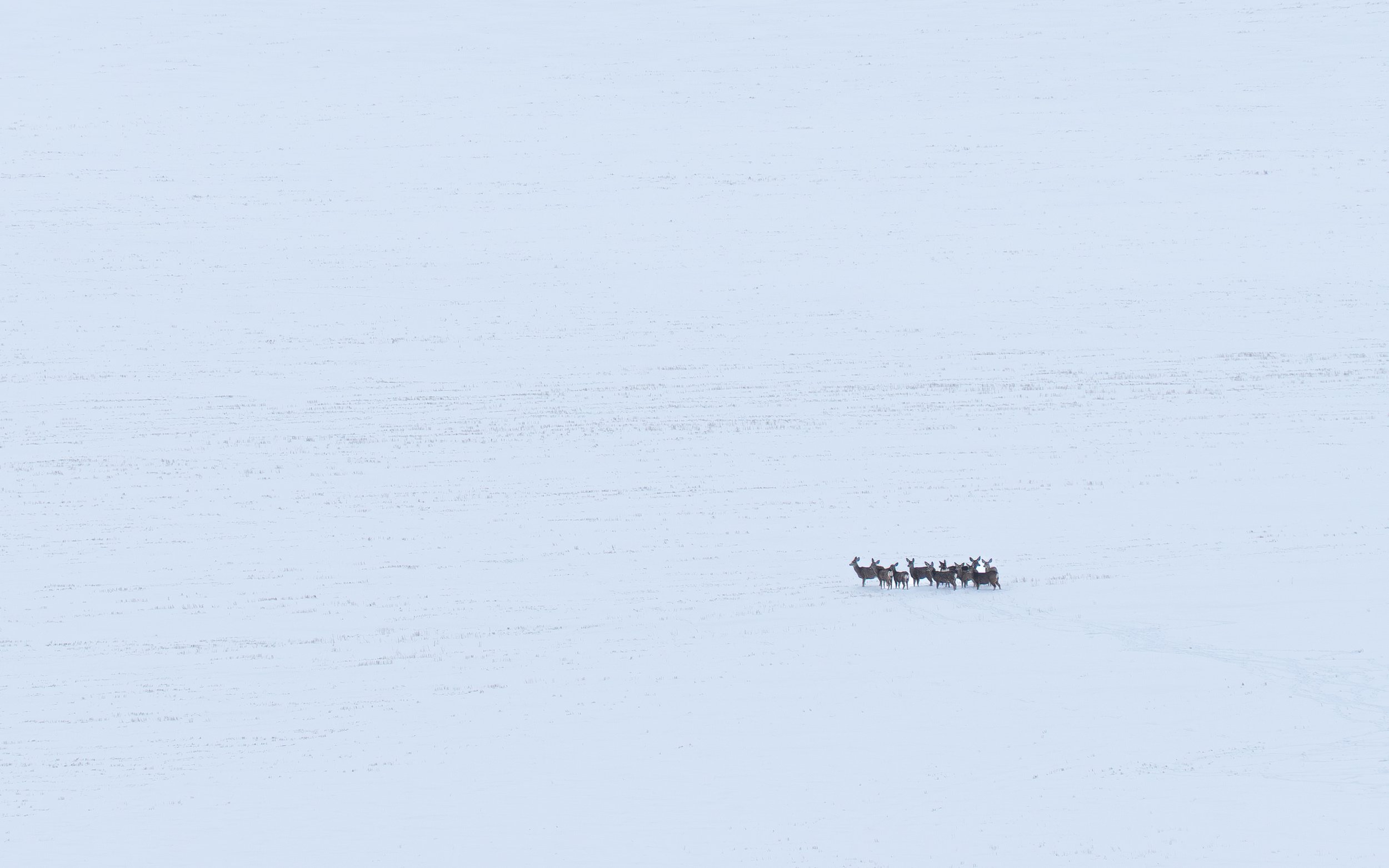 "Standing in the Snow"