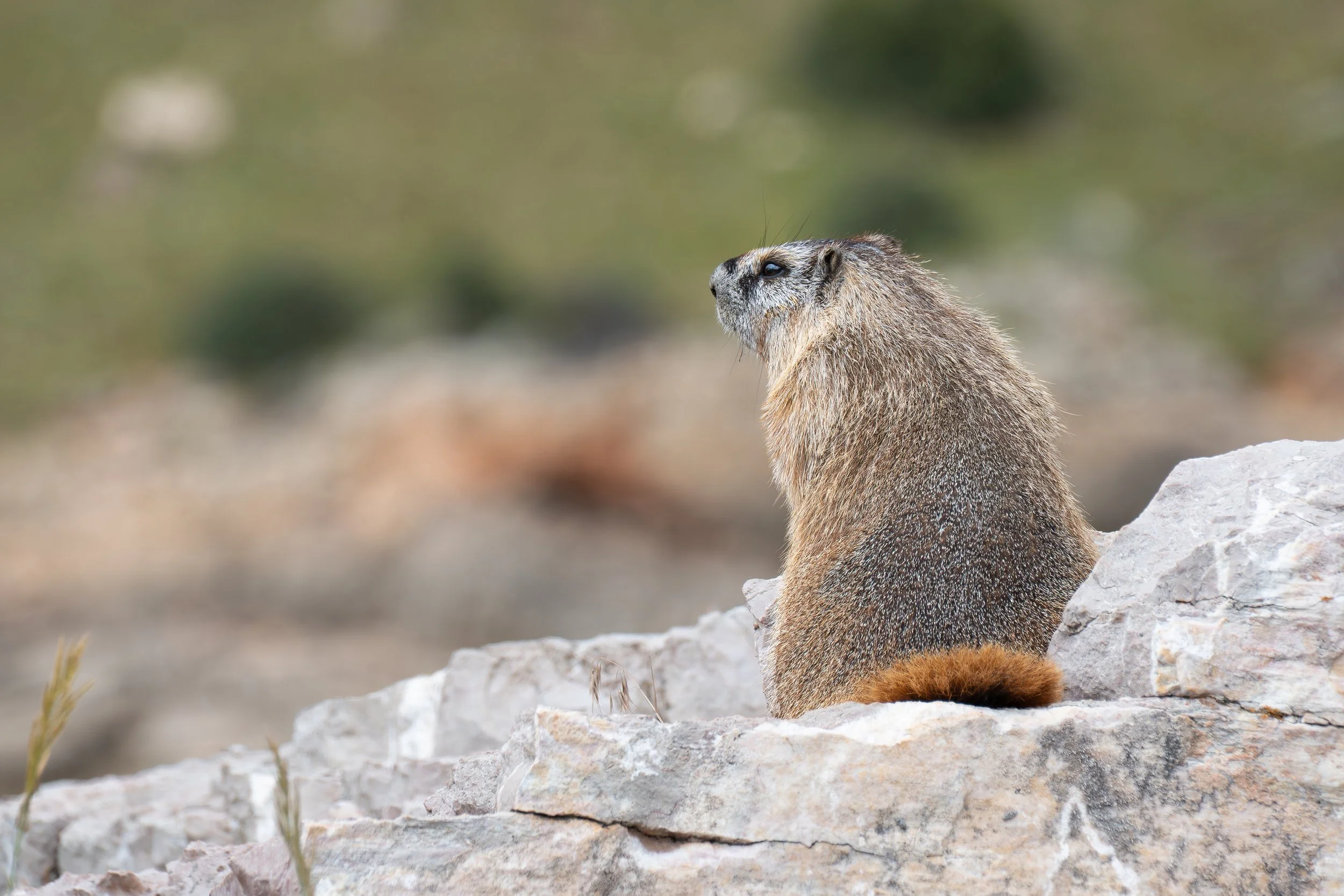 B. Marmot green and red background best.jpg