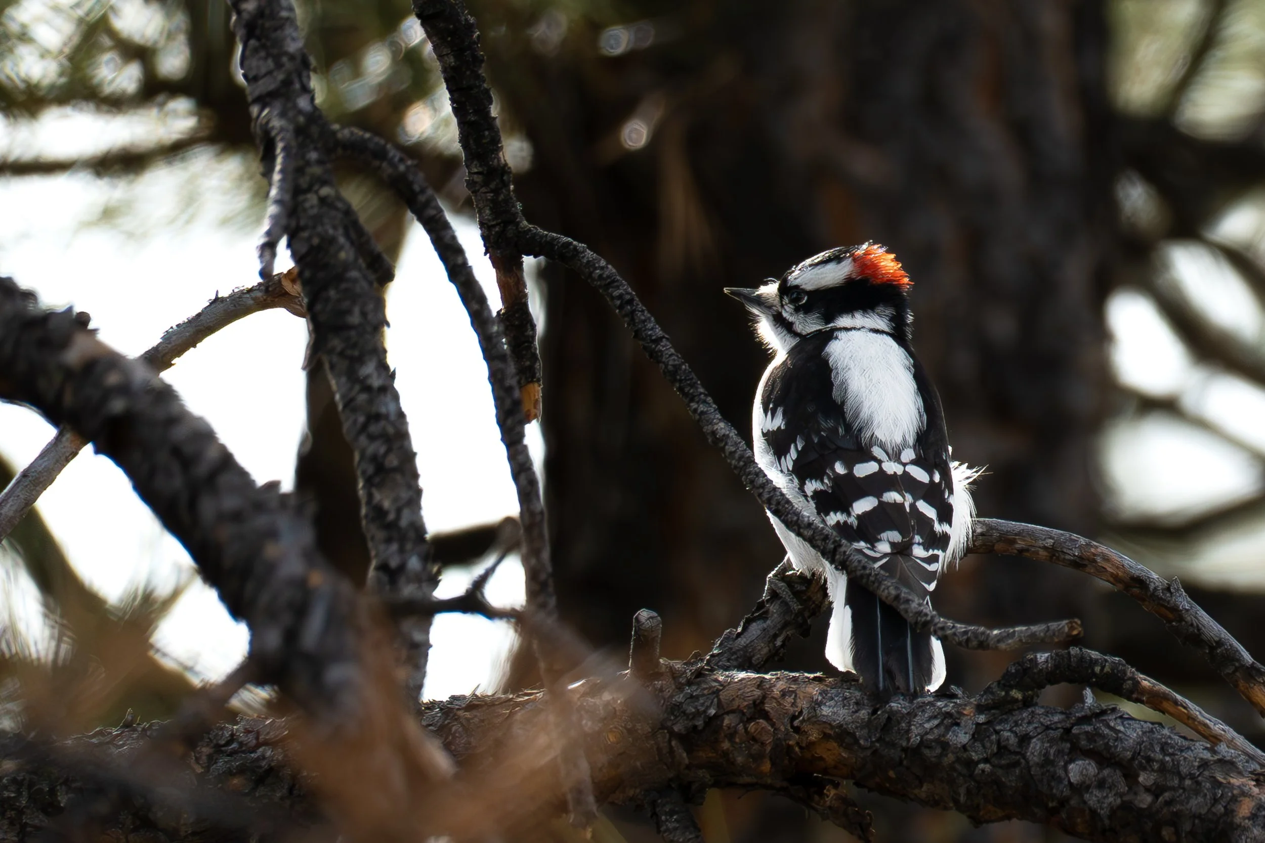 Woodpecker closeup looking in distance.jpg