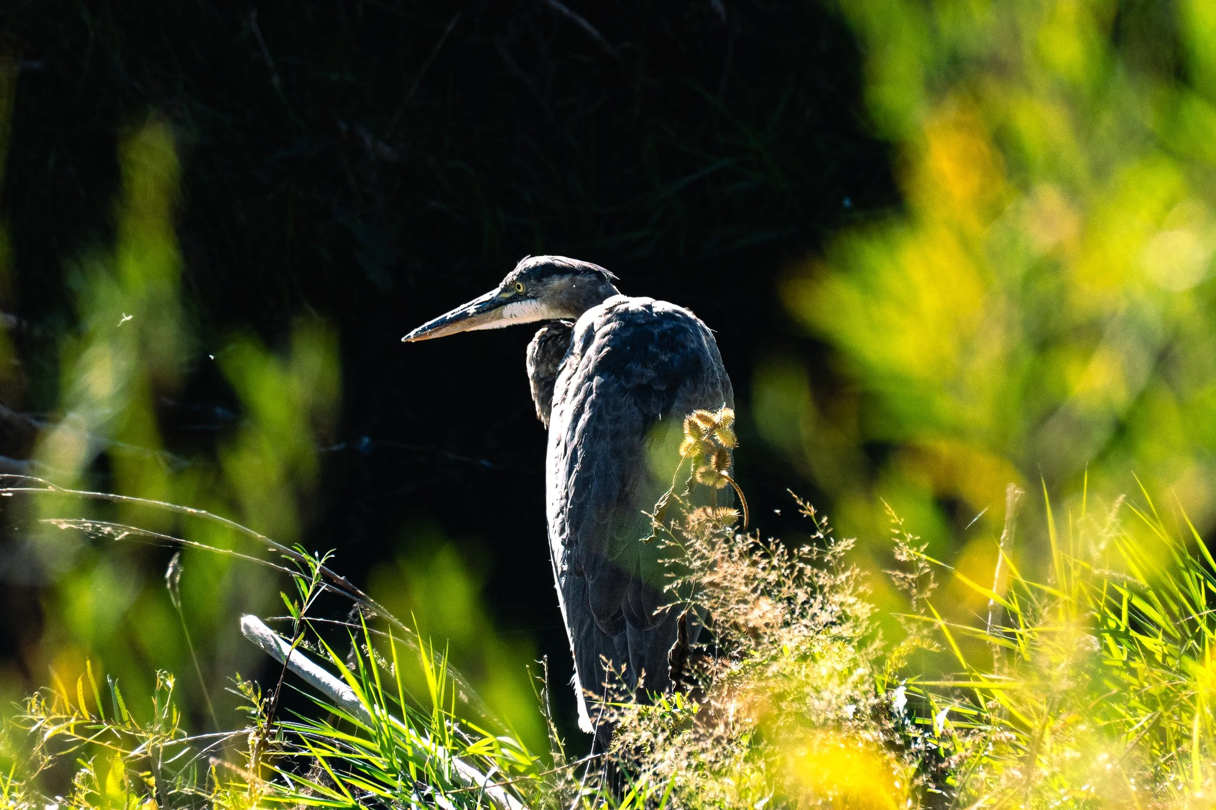 A Blue Heron Through the Grass