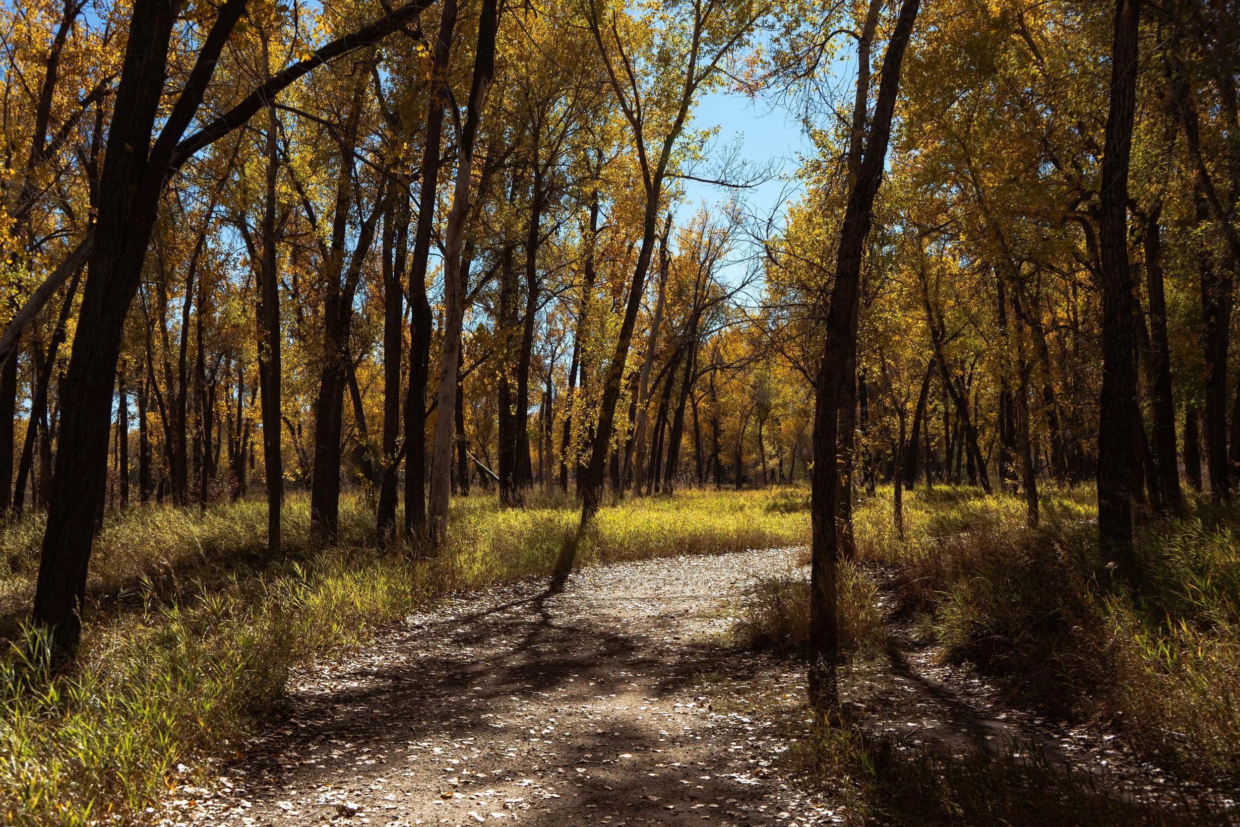 A Trail Through the Trees
