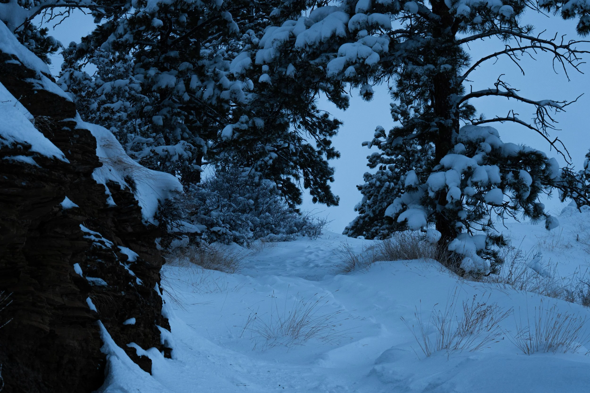 Winter dark pathway.jpg